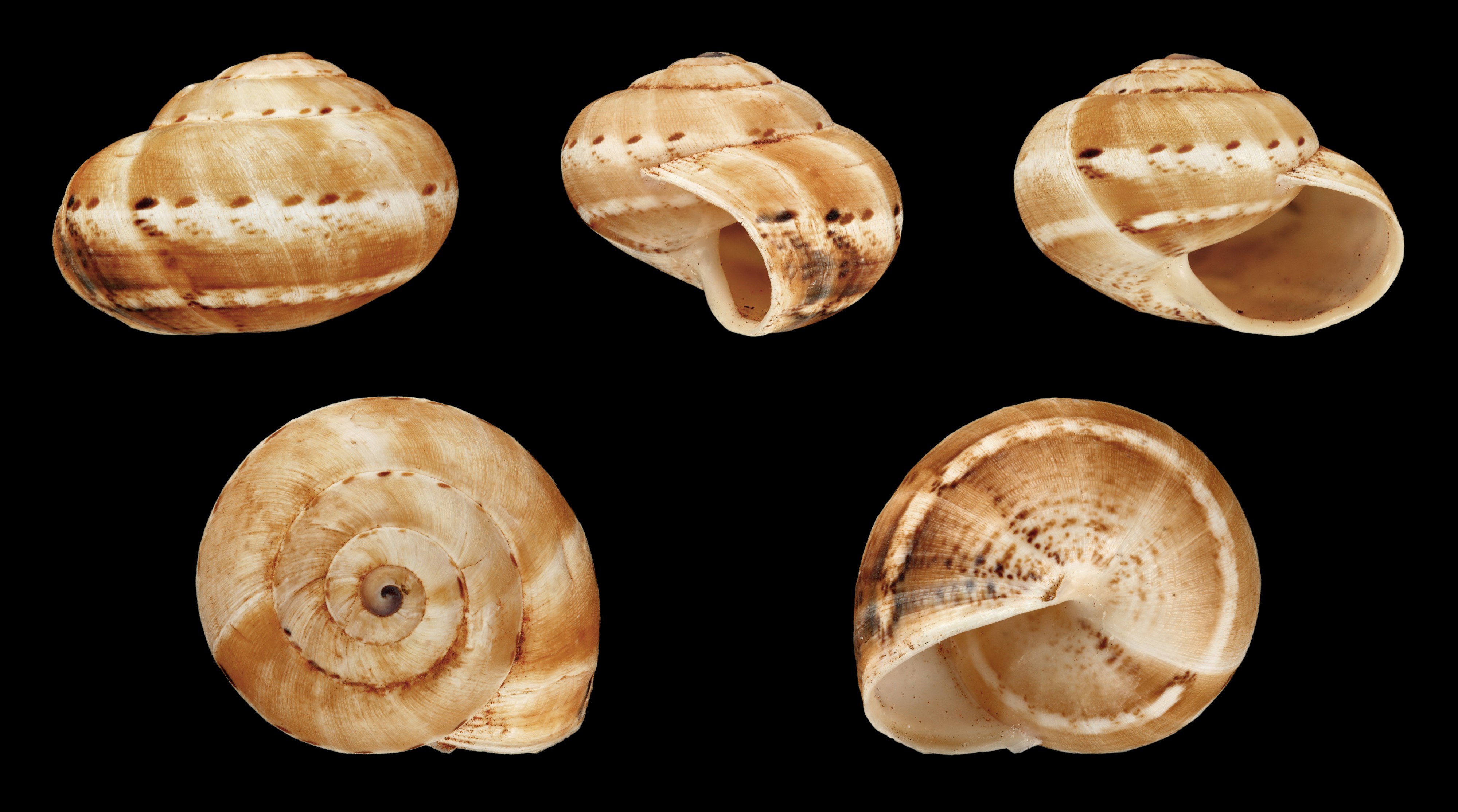 Theba geminata 04