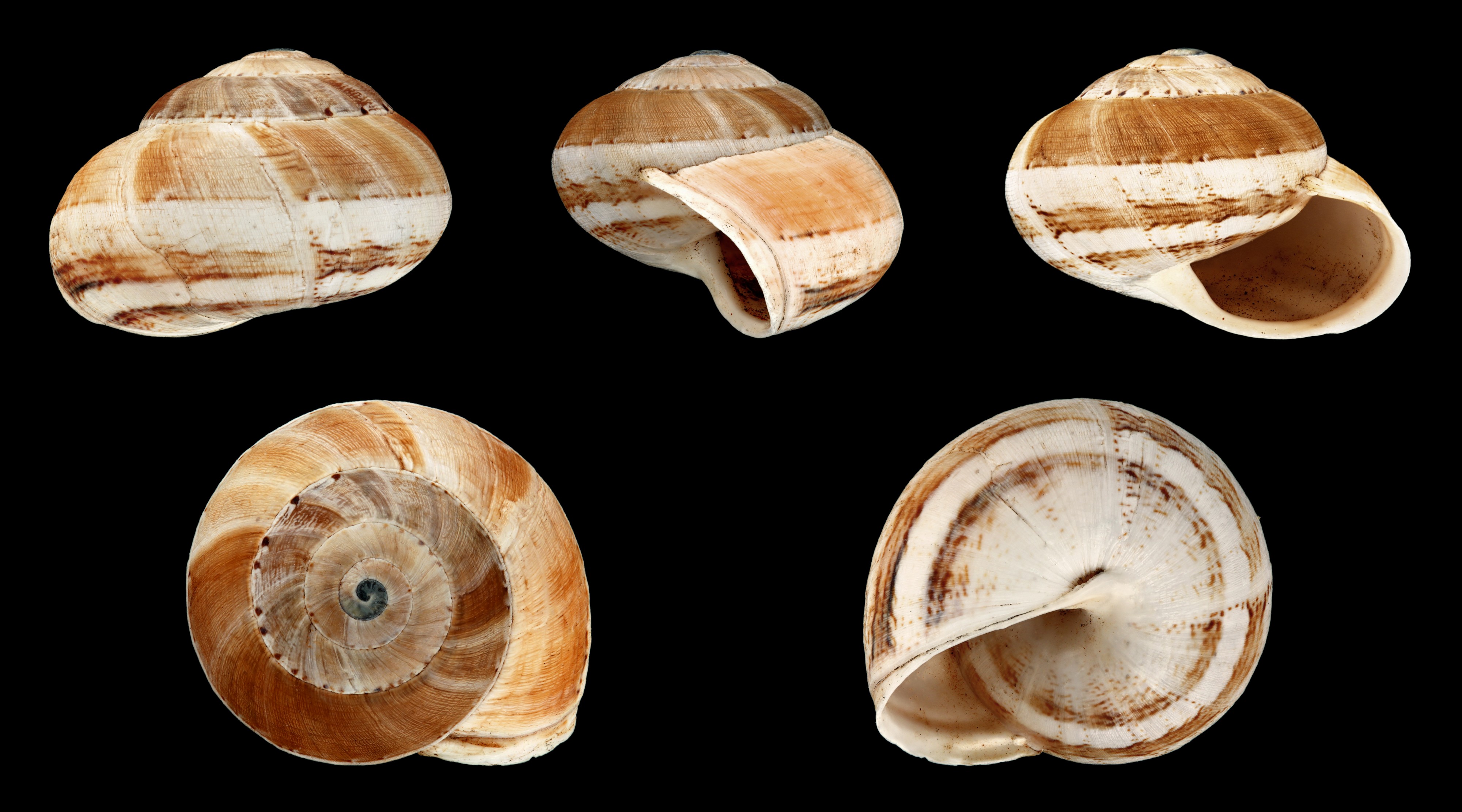 Theba geminata 05