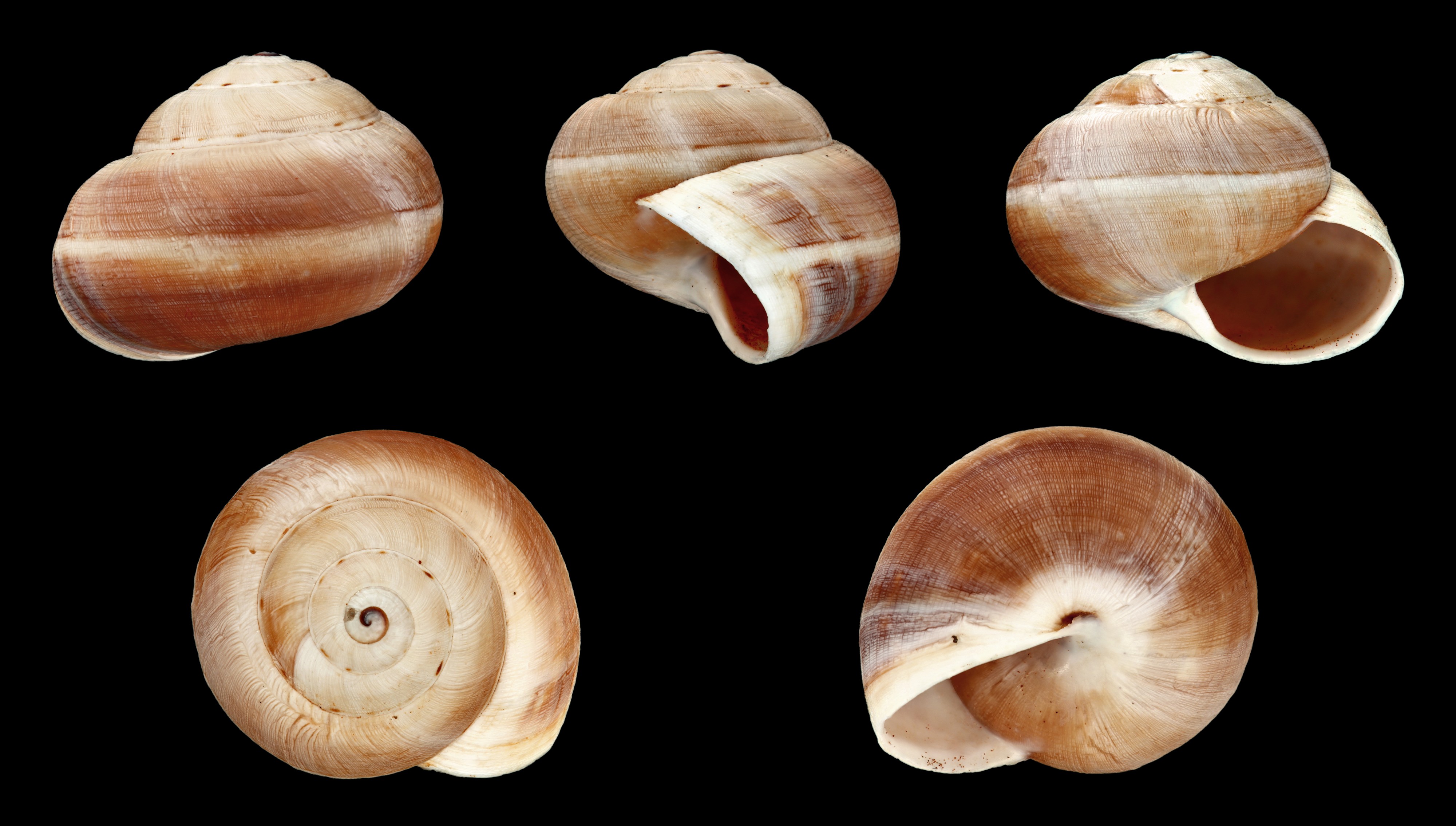 Theba geminata 06