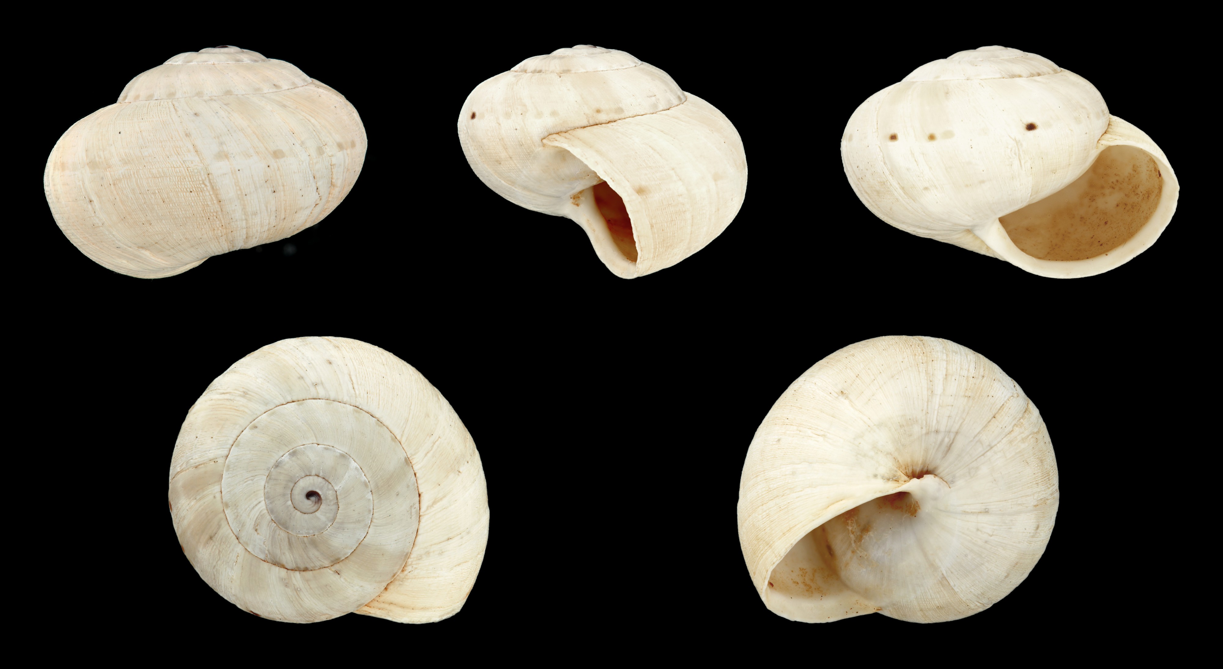 Theba geminata 07