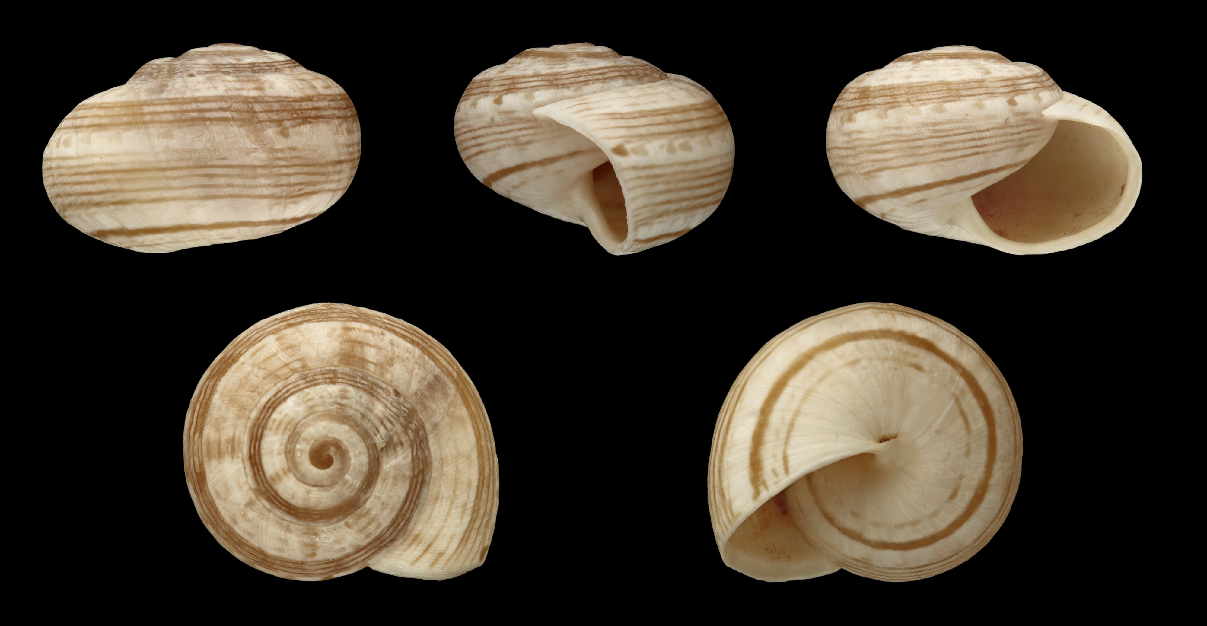 Theba geminata 08