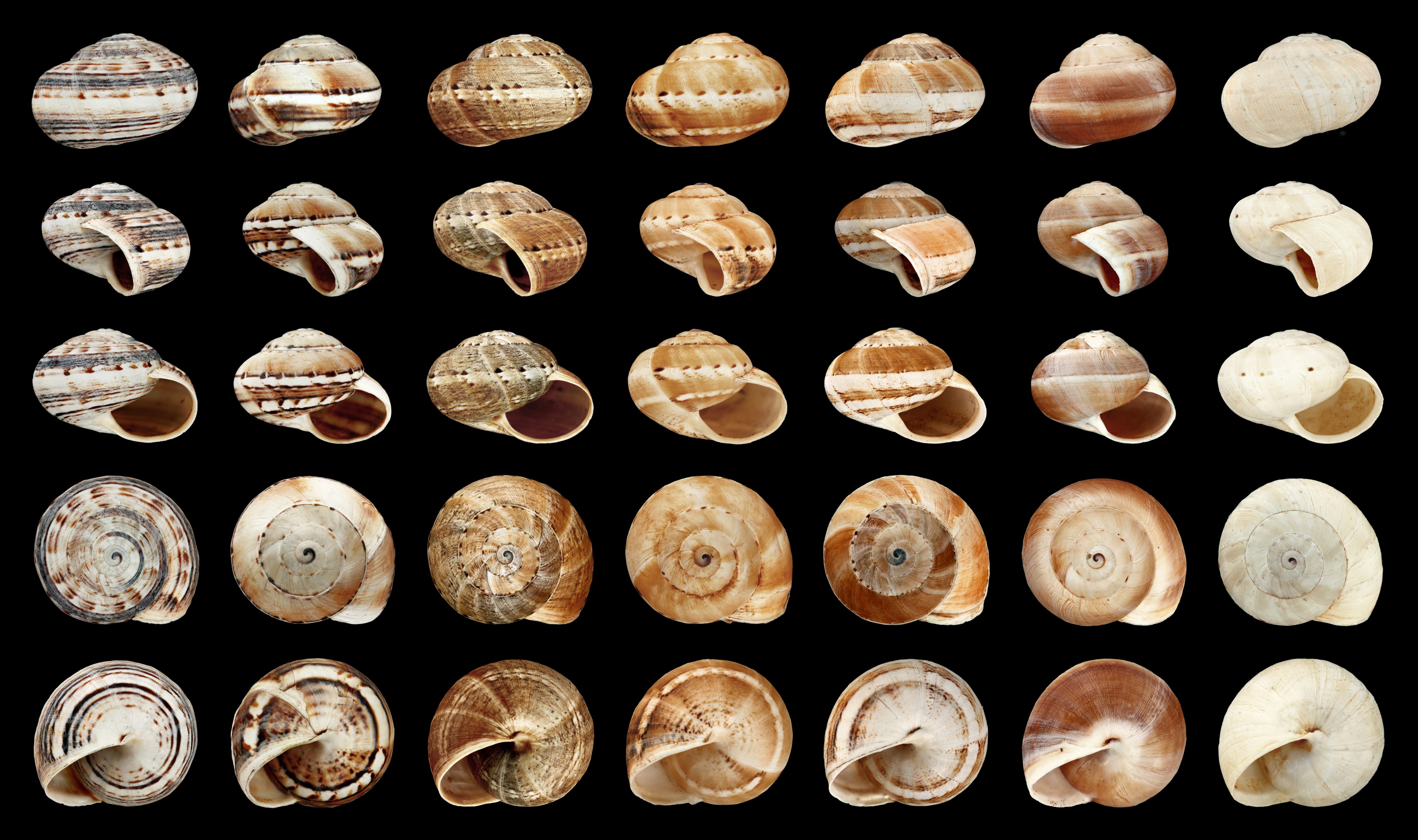 Theba geminata variability