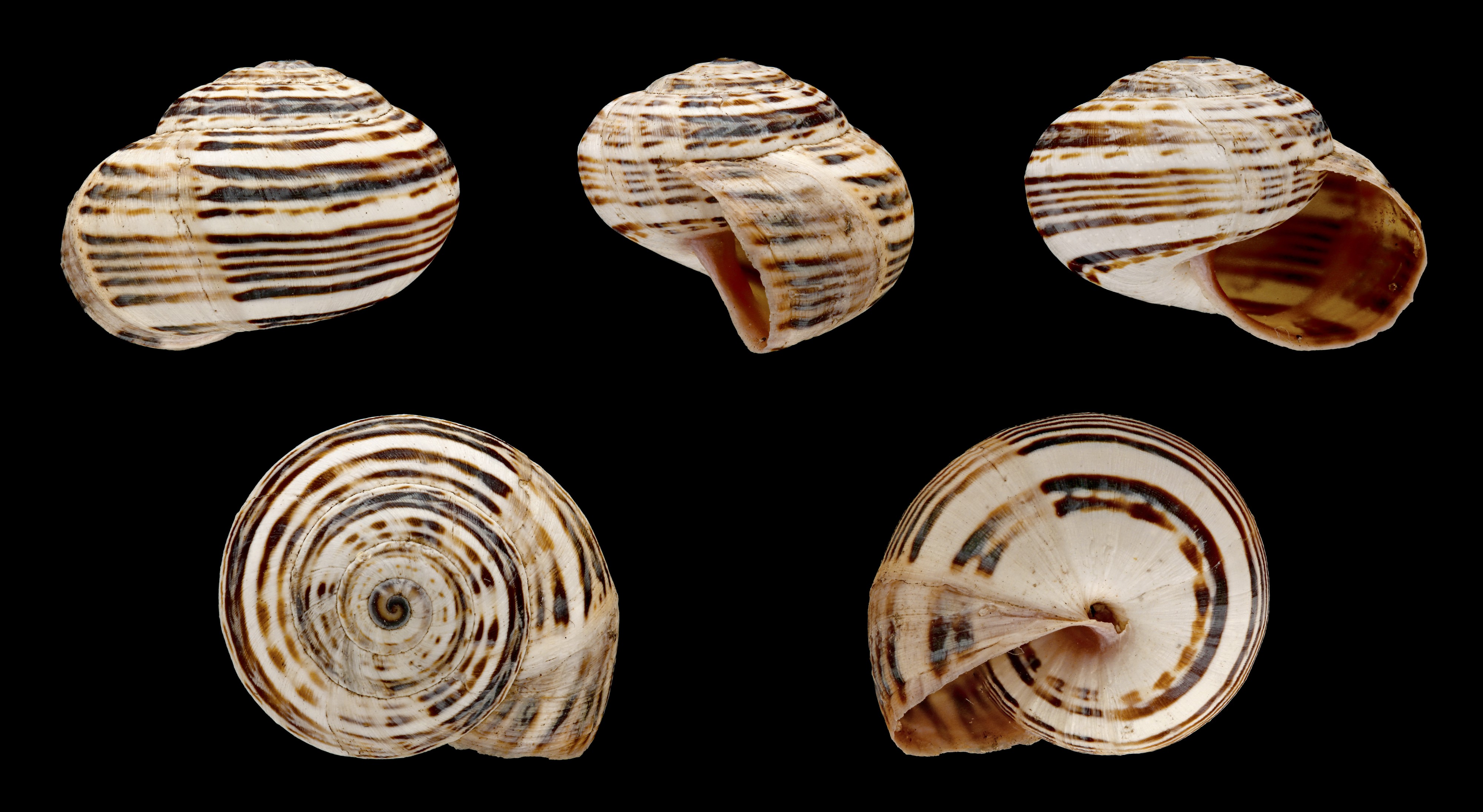 Theba pisana 02