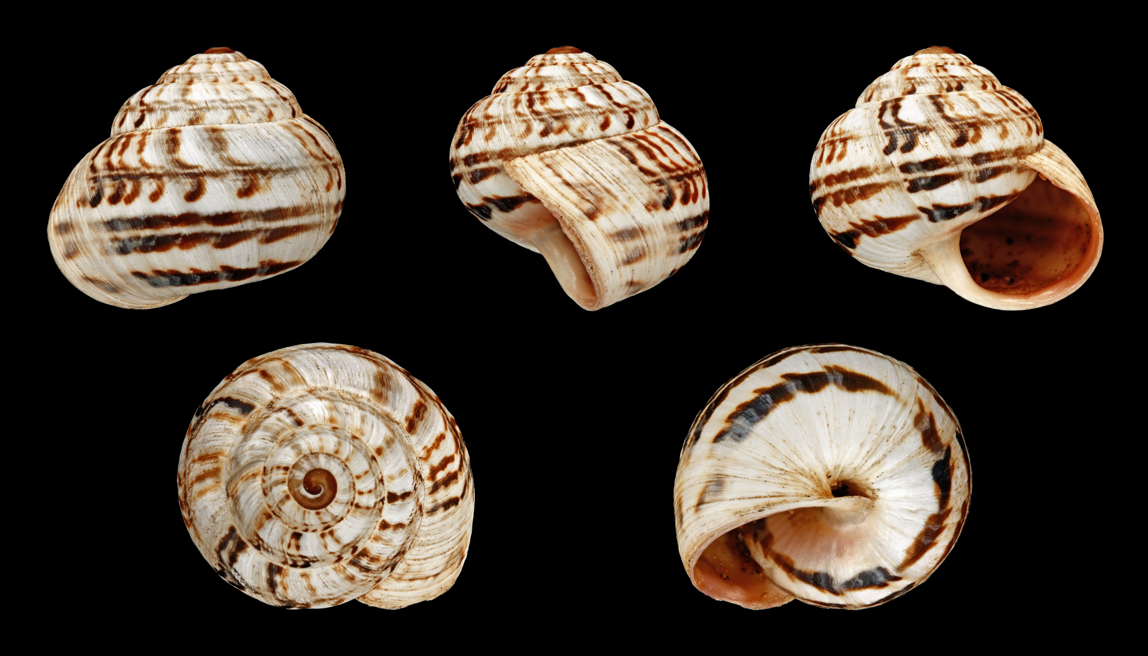 Theba pisana ampullacea 02