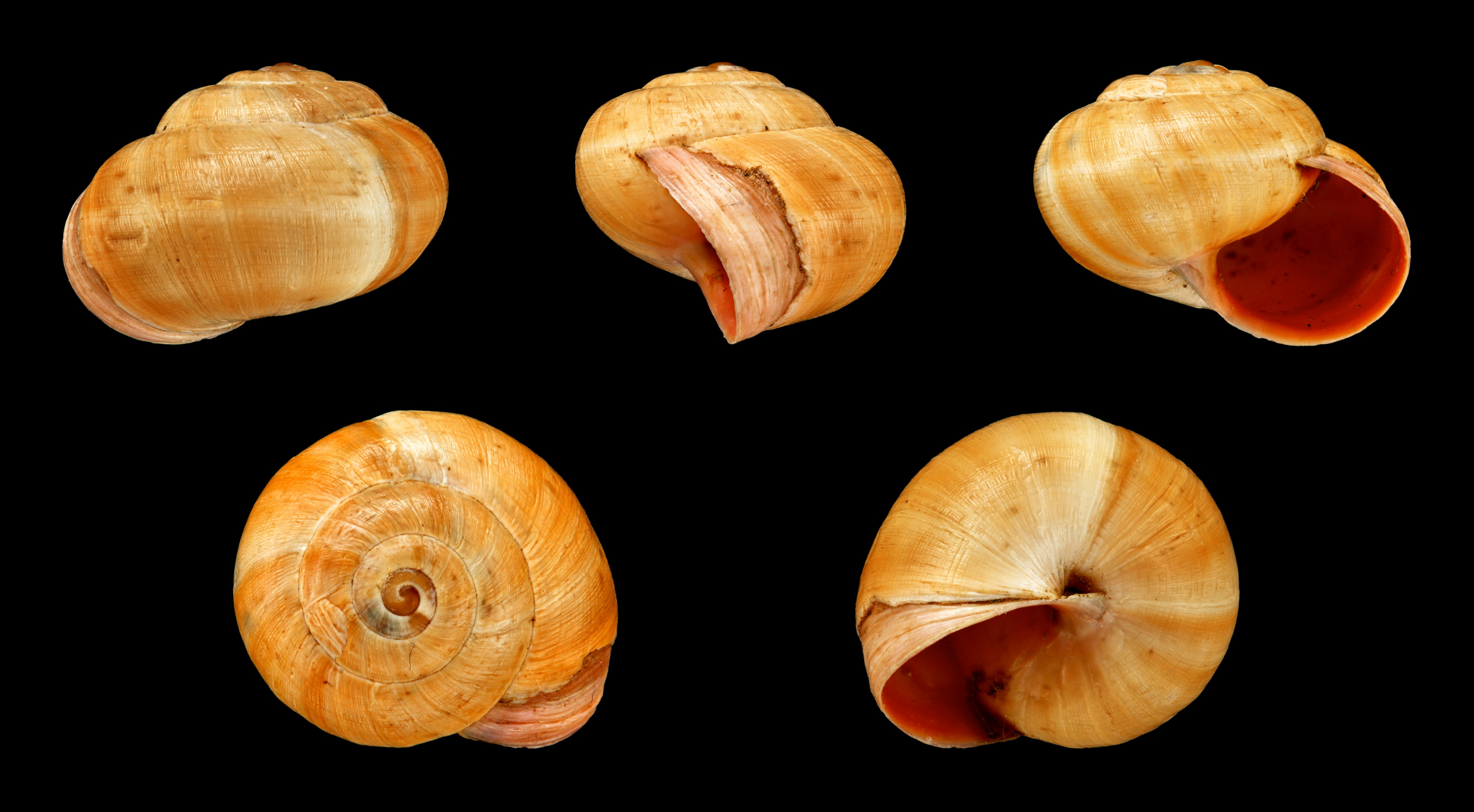 Theba pisana concolor 01