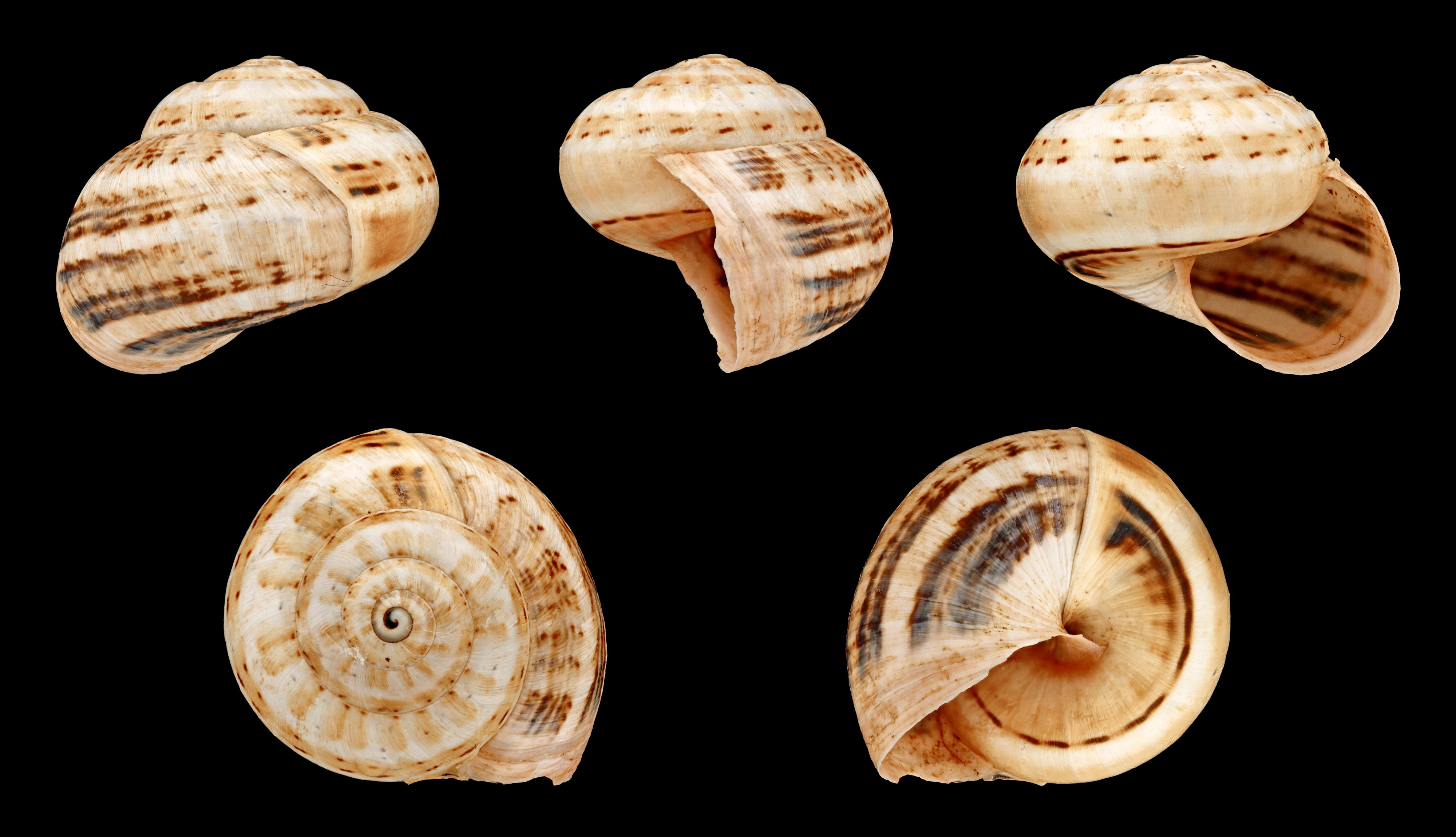 Theba pisana major 01