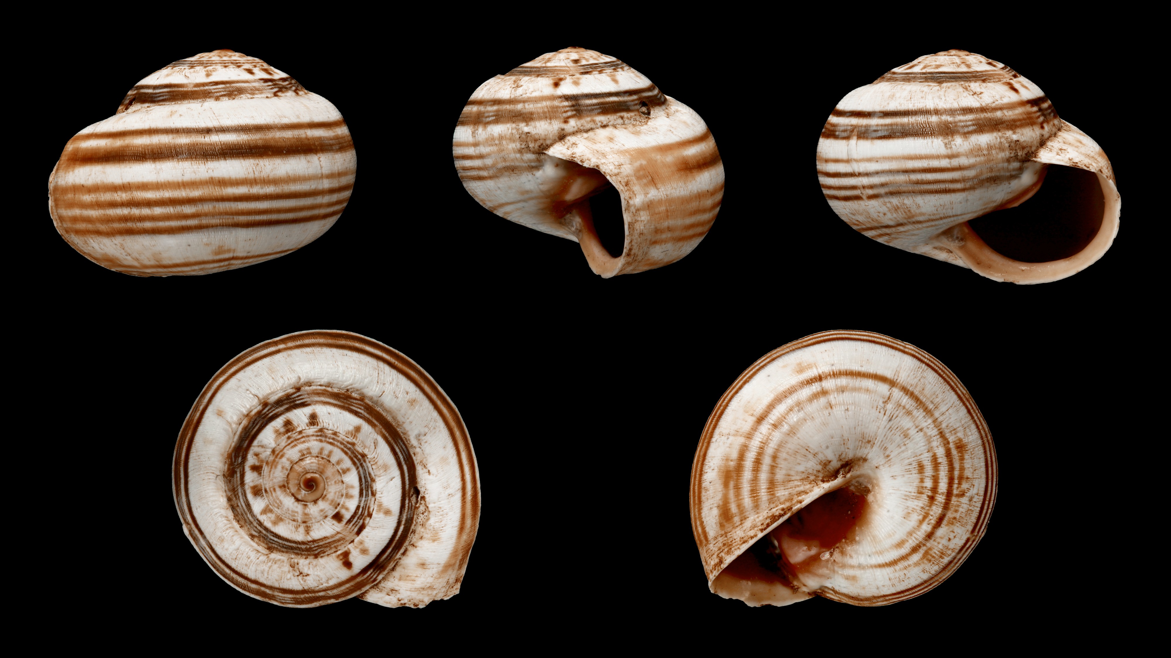 Theba subdentata 01