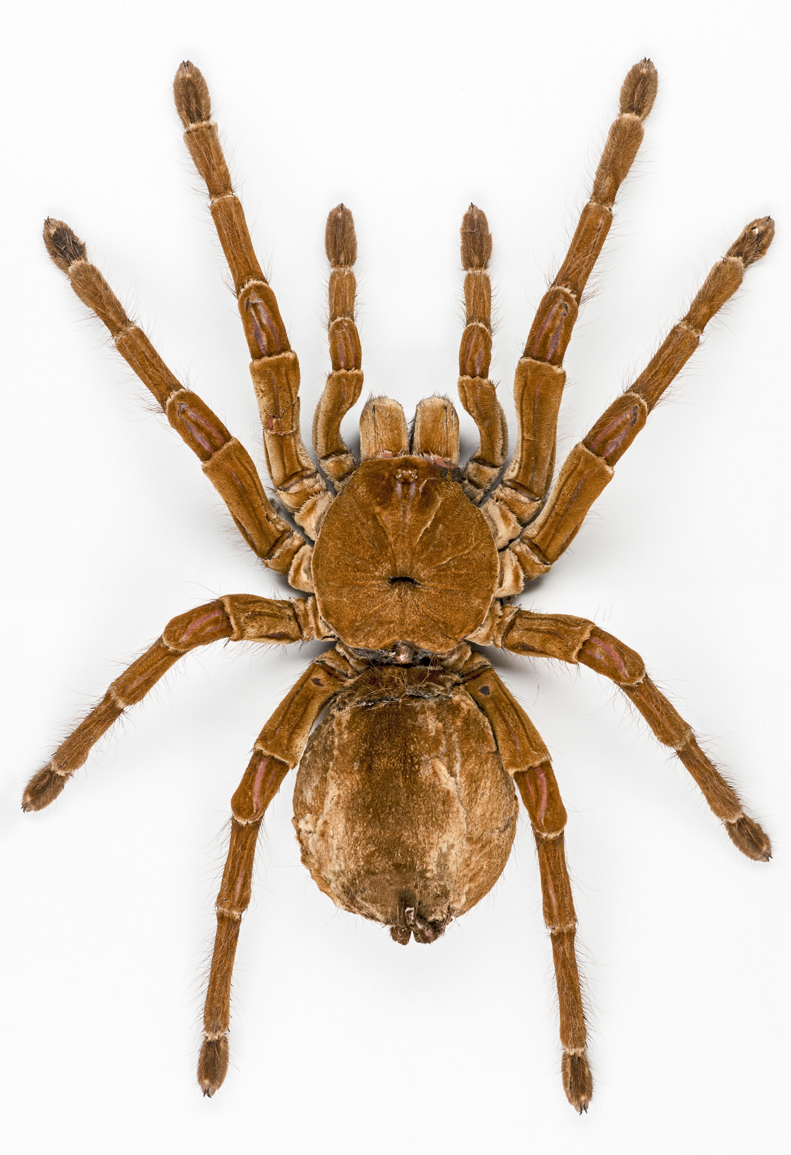 Theraphosa blondi MHNT