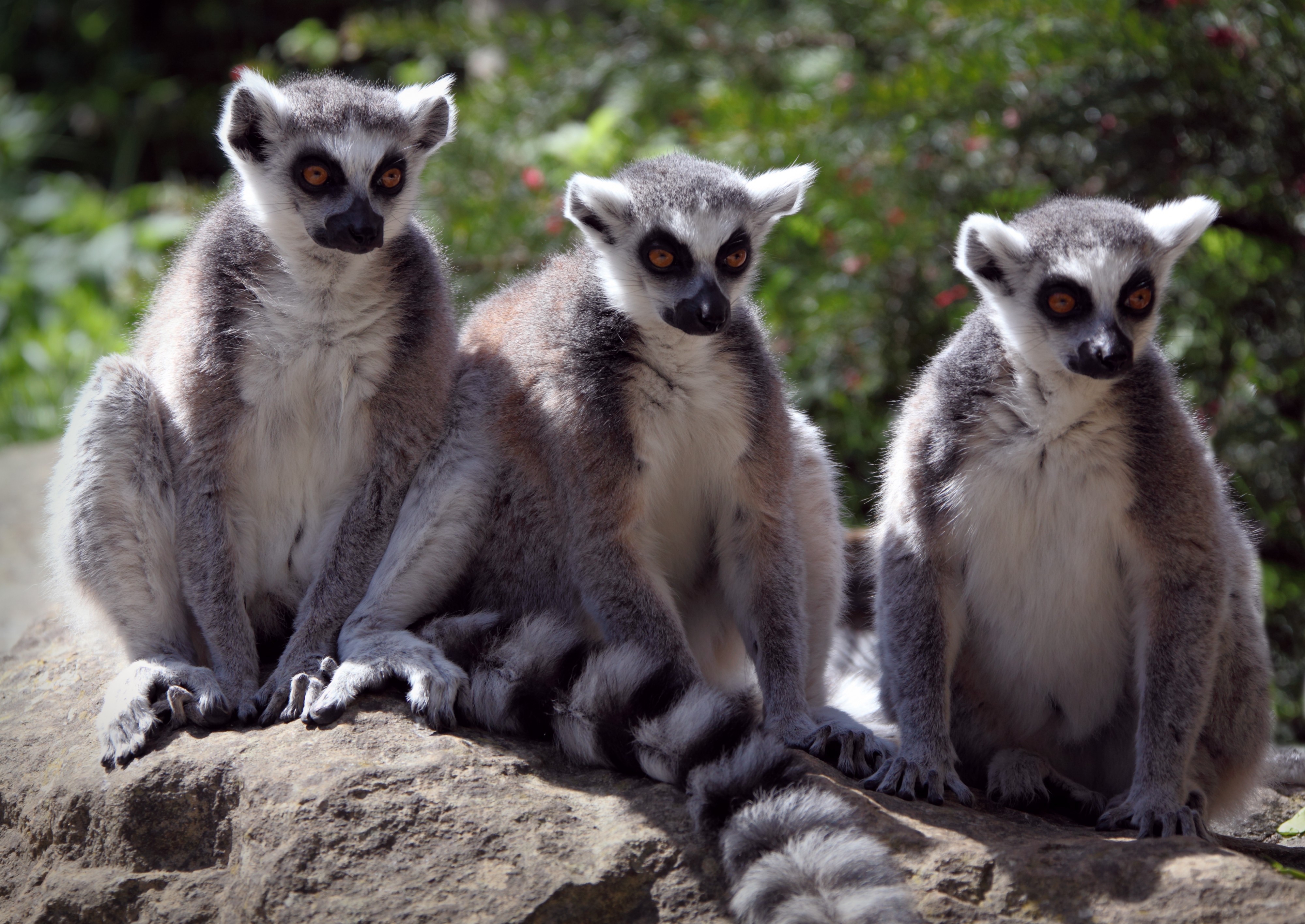 Three Wise Lemurs (18174715061)