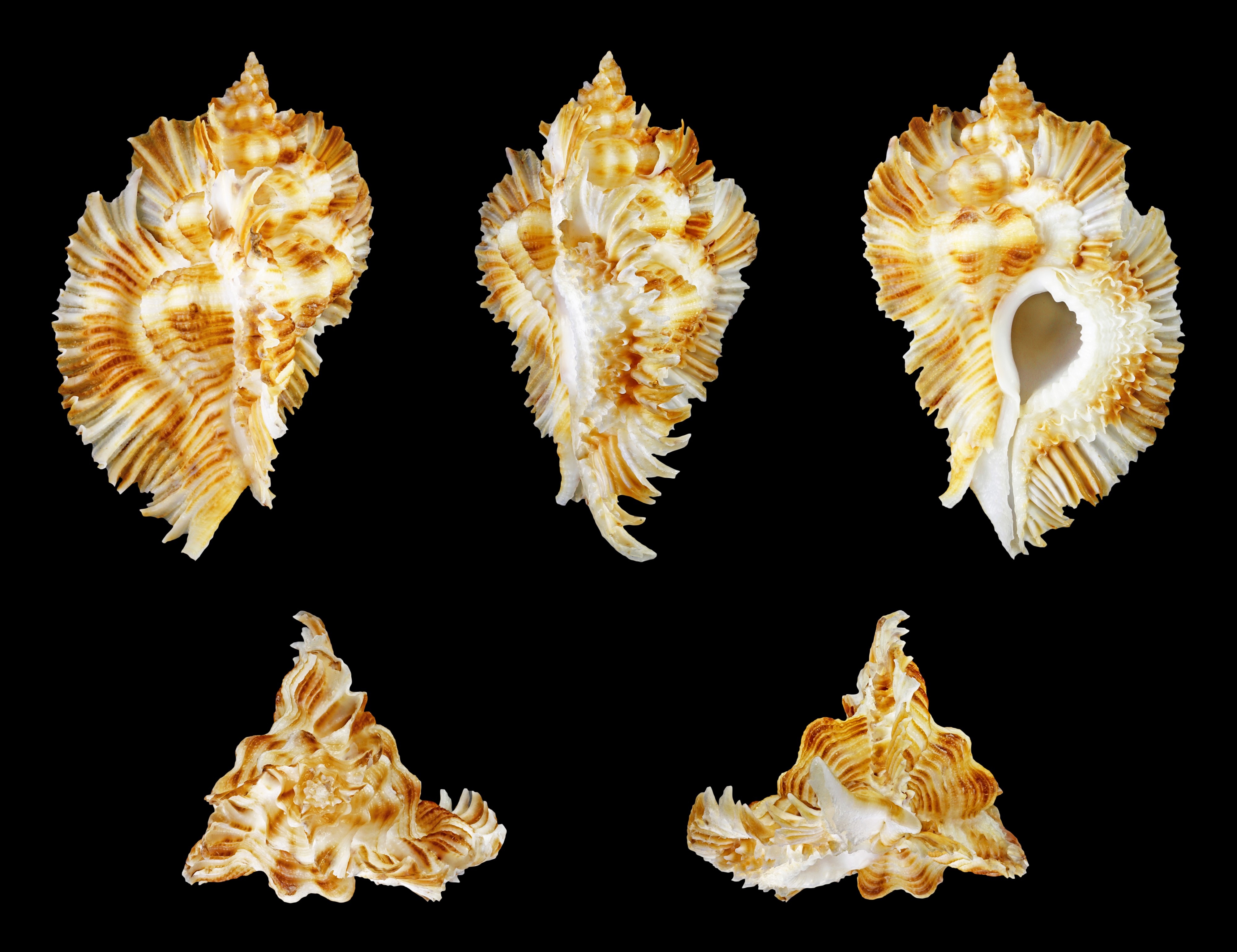 Timbellus miyokoae 01