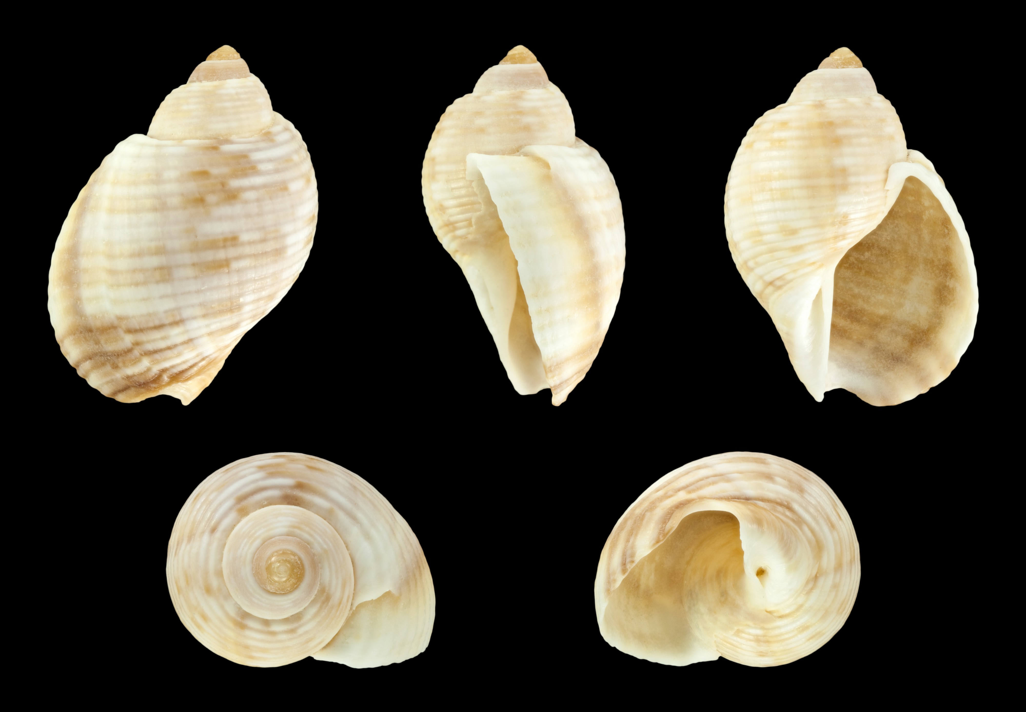Tonna pennata 01