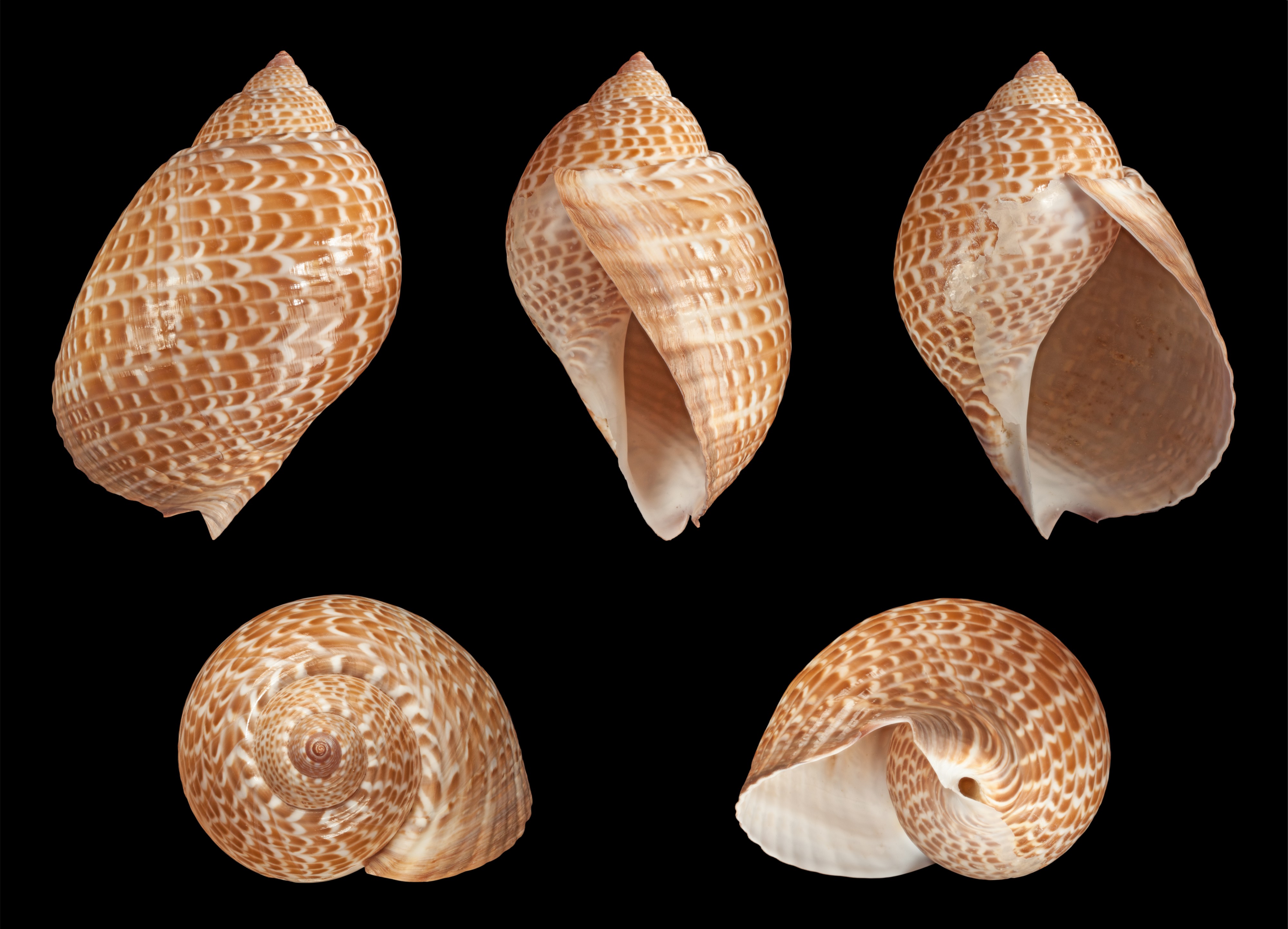 Tonna perdix 02
