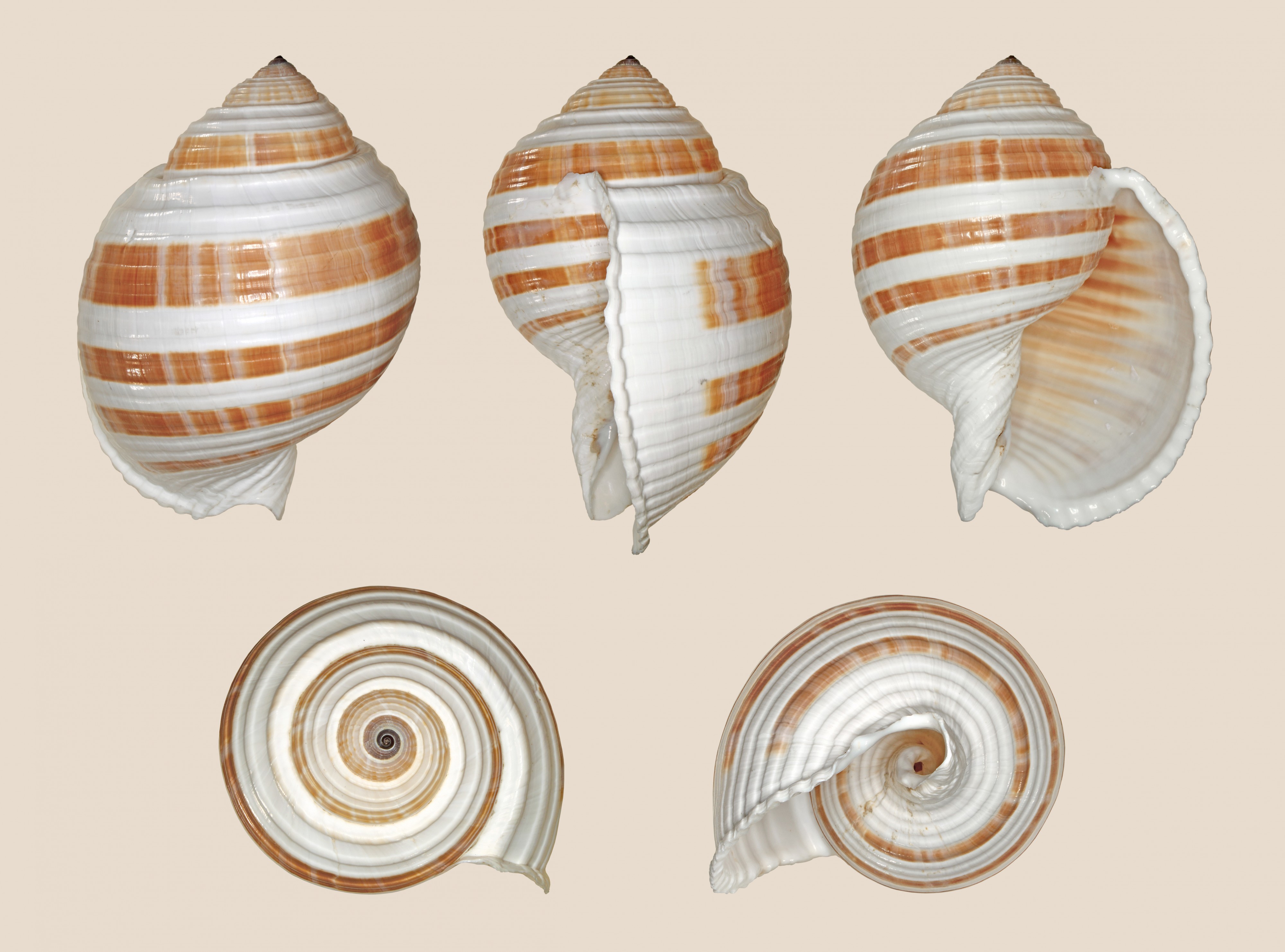 Tonna sulcosa 01