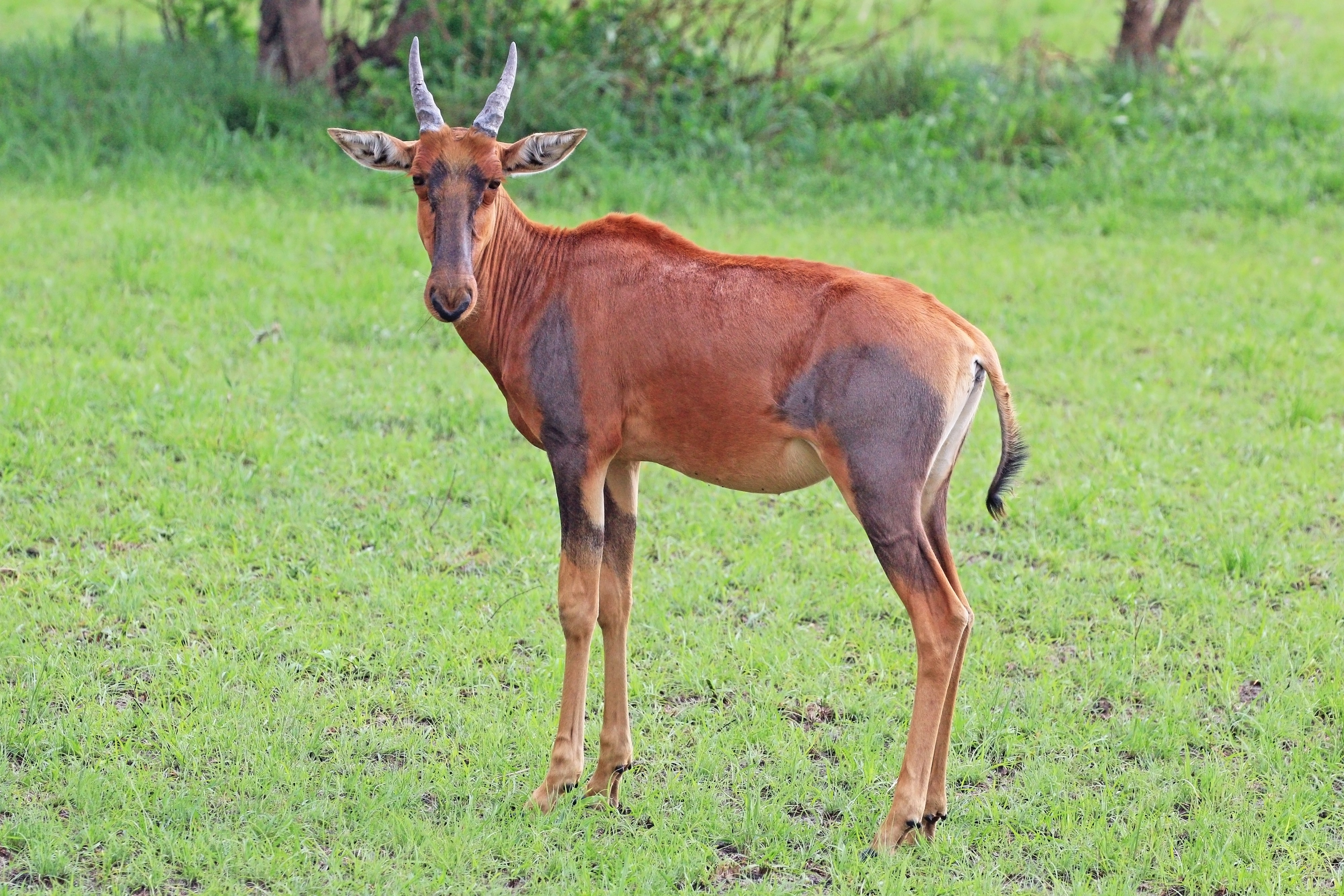 Topi (Damaliscus lunatus topi) young female