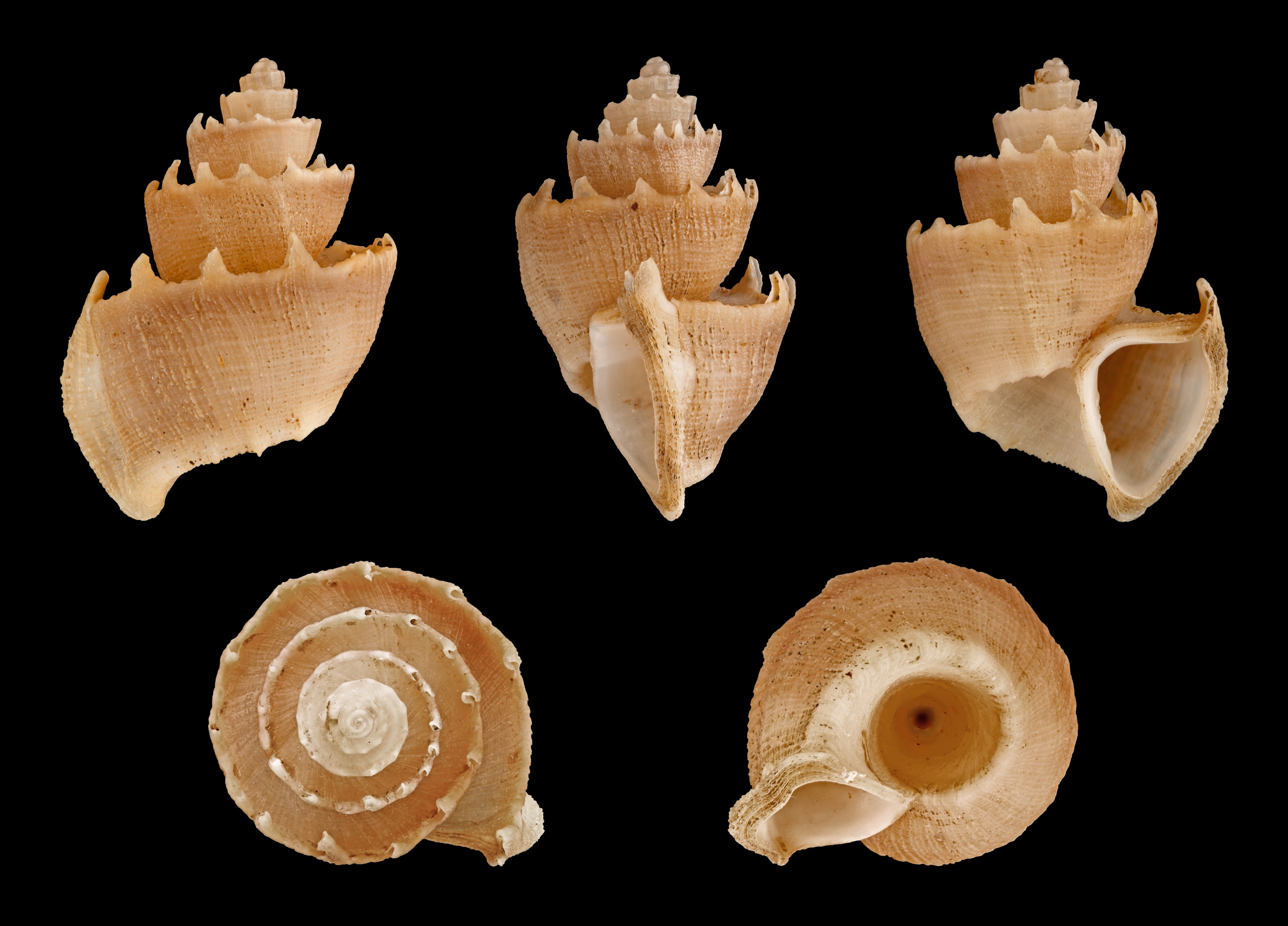 Trigonostoma antiquatum 01