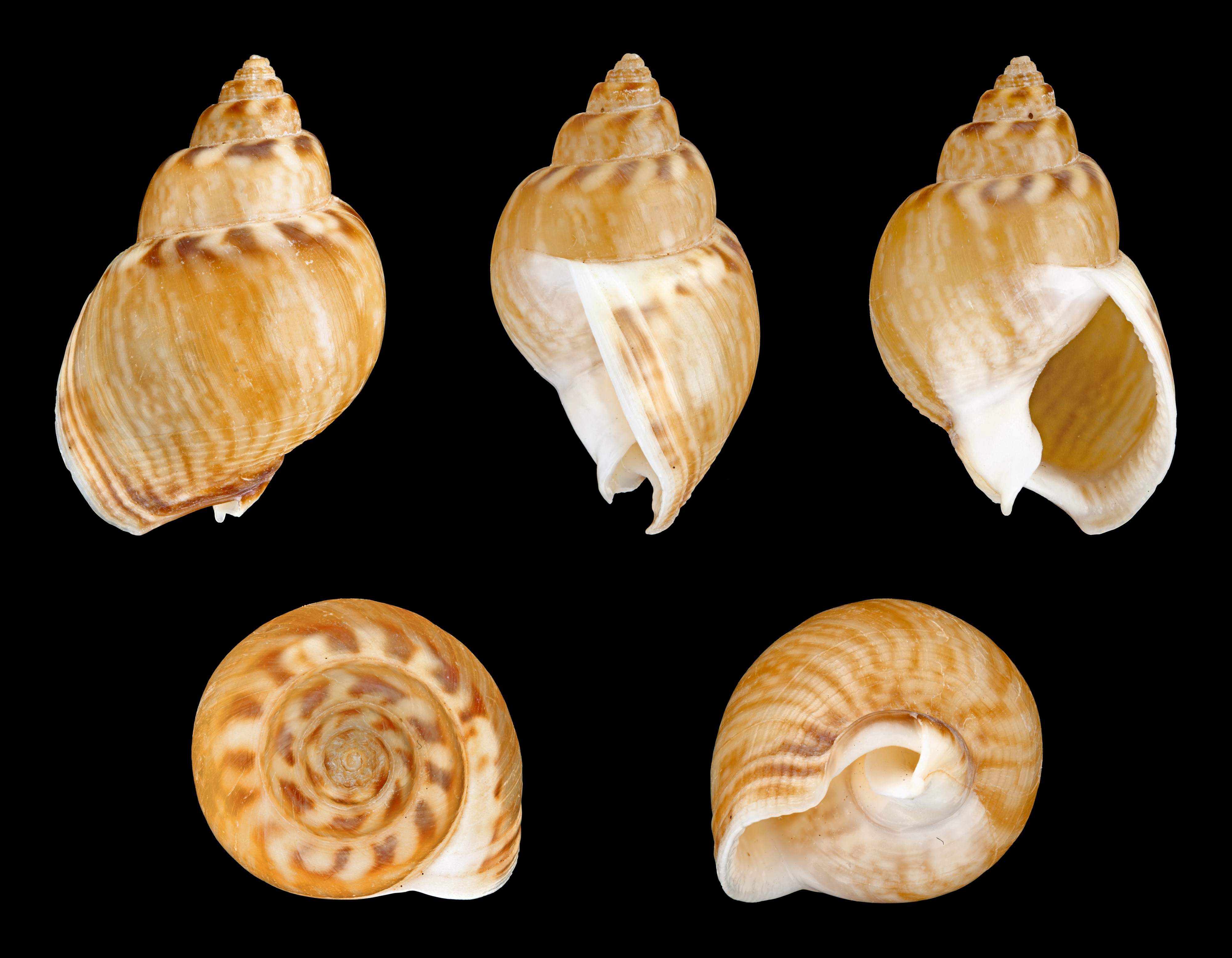 Tritia mutabilis 01