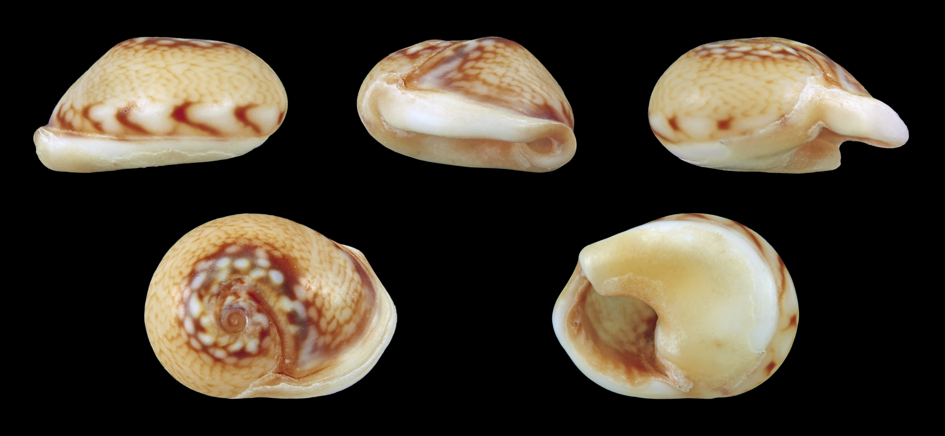 Tritia neritea 01