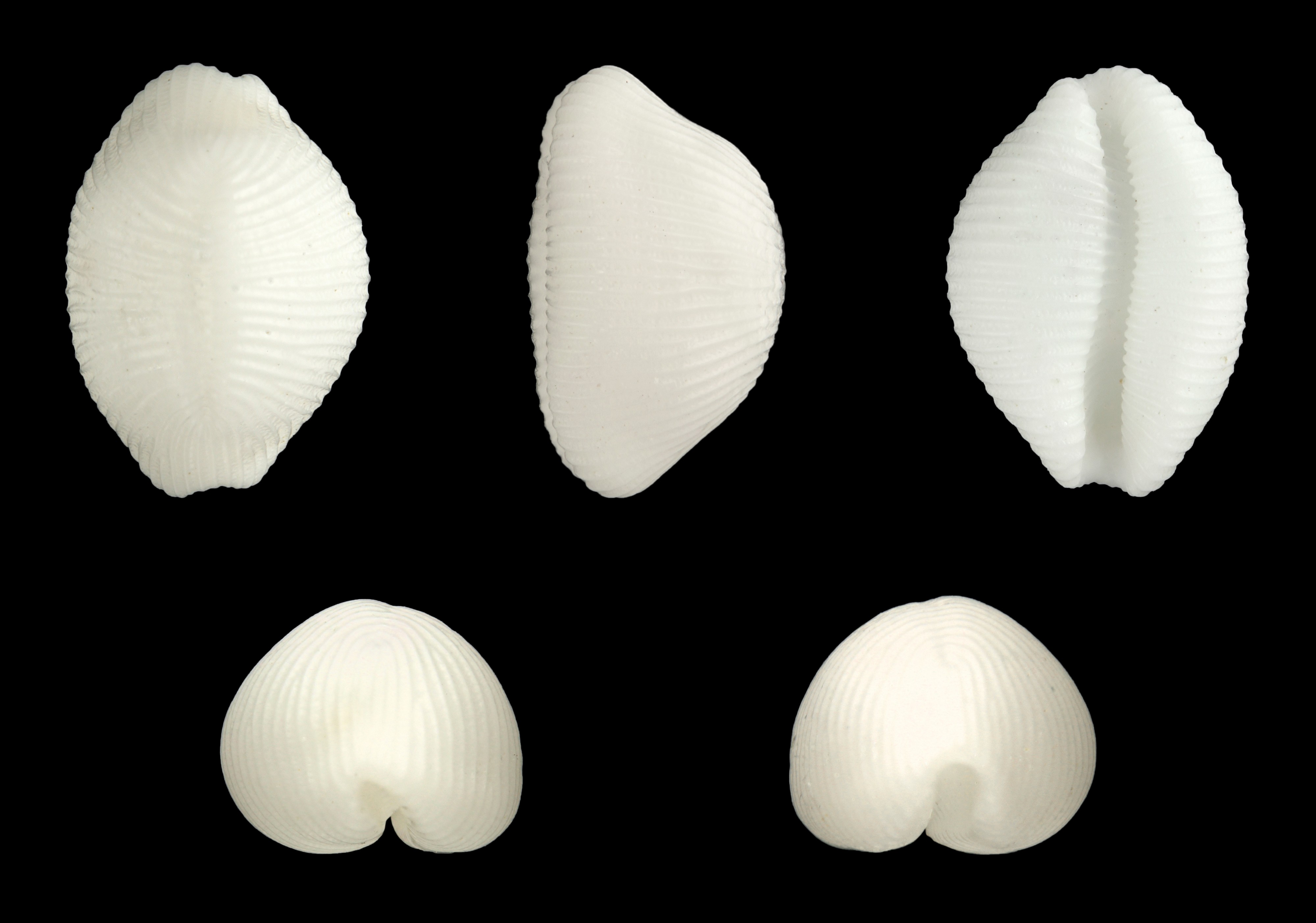 Trivirostra oryza 01