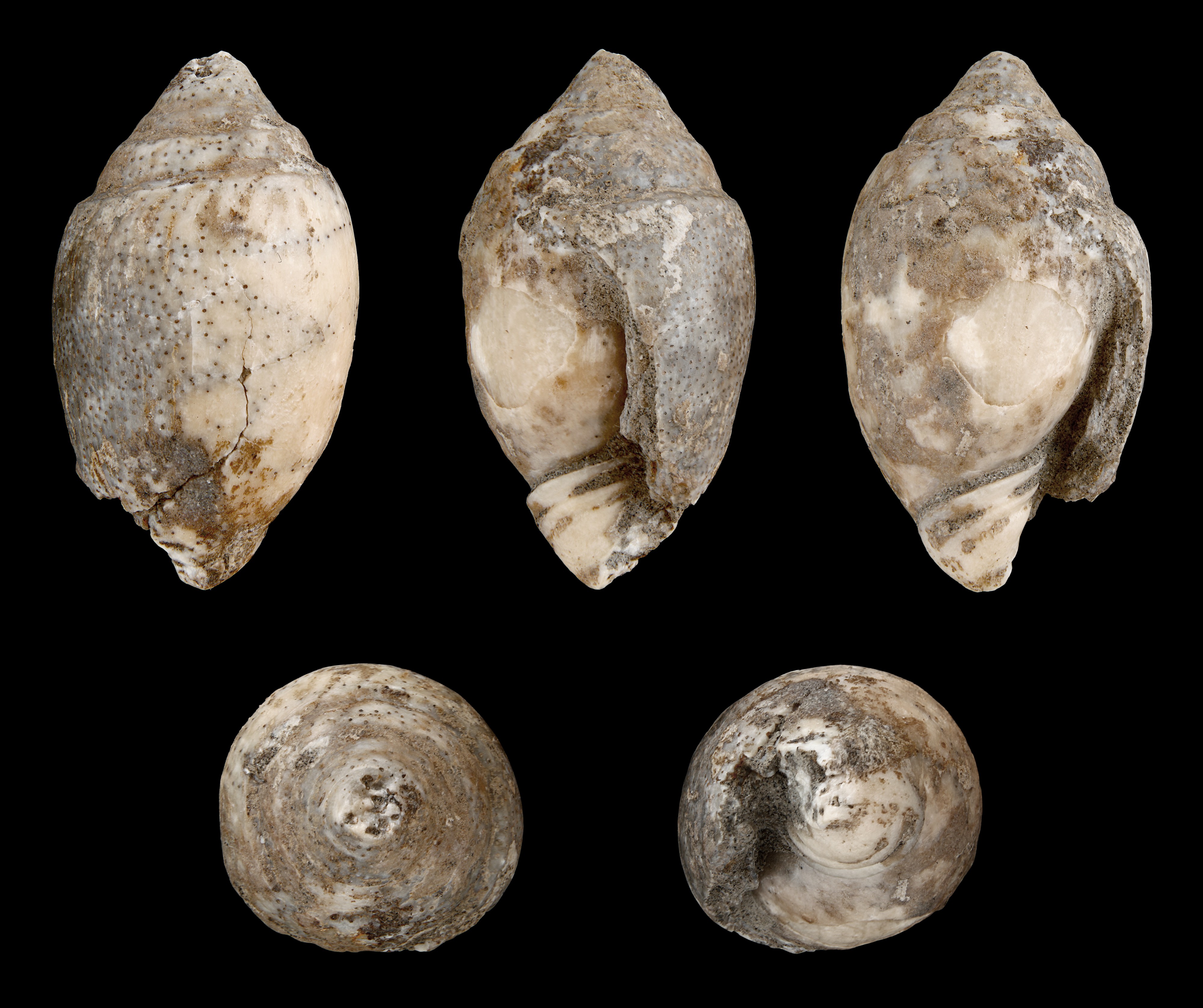 Trochactaeon lamarcki 01