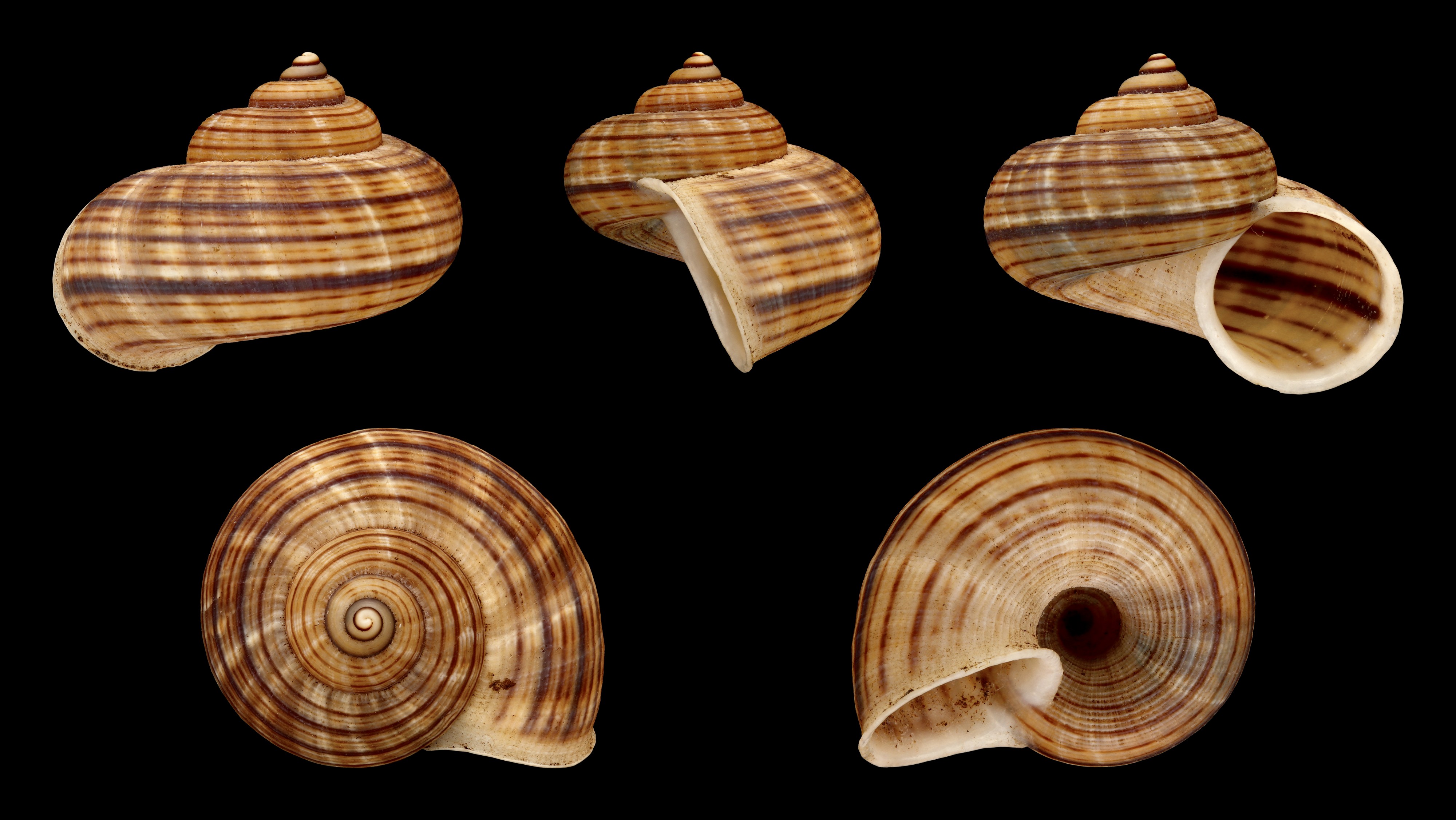 Tropidophora tricarinata obsoleta 01