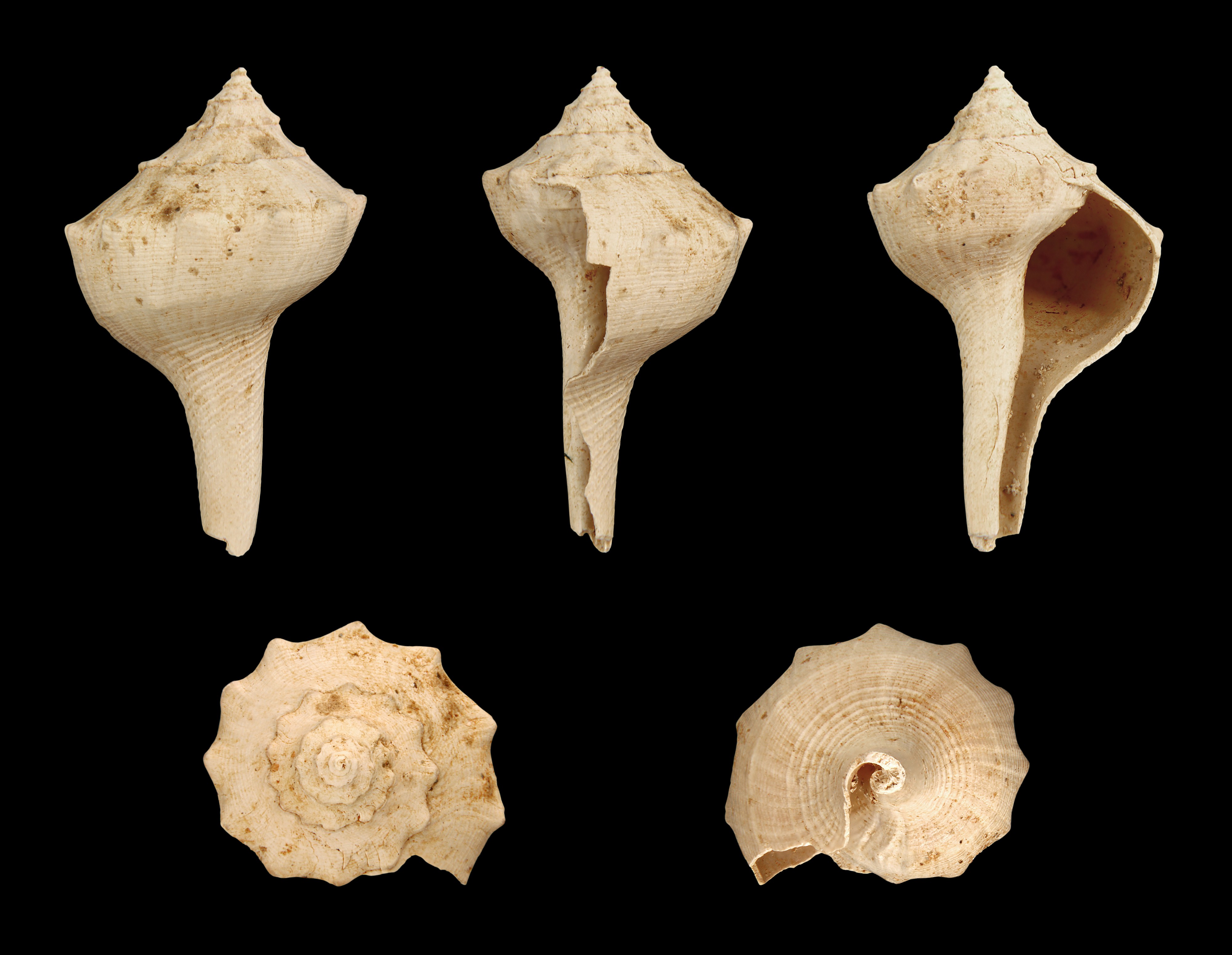 Tudicla rusticula 01