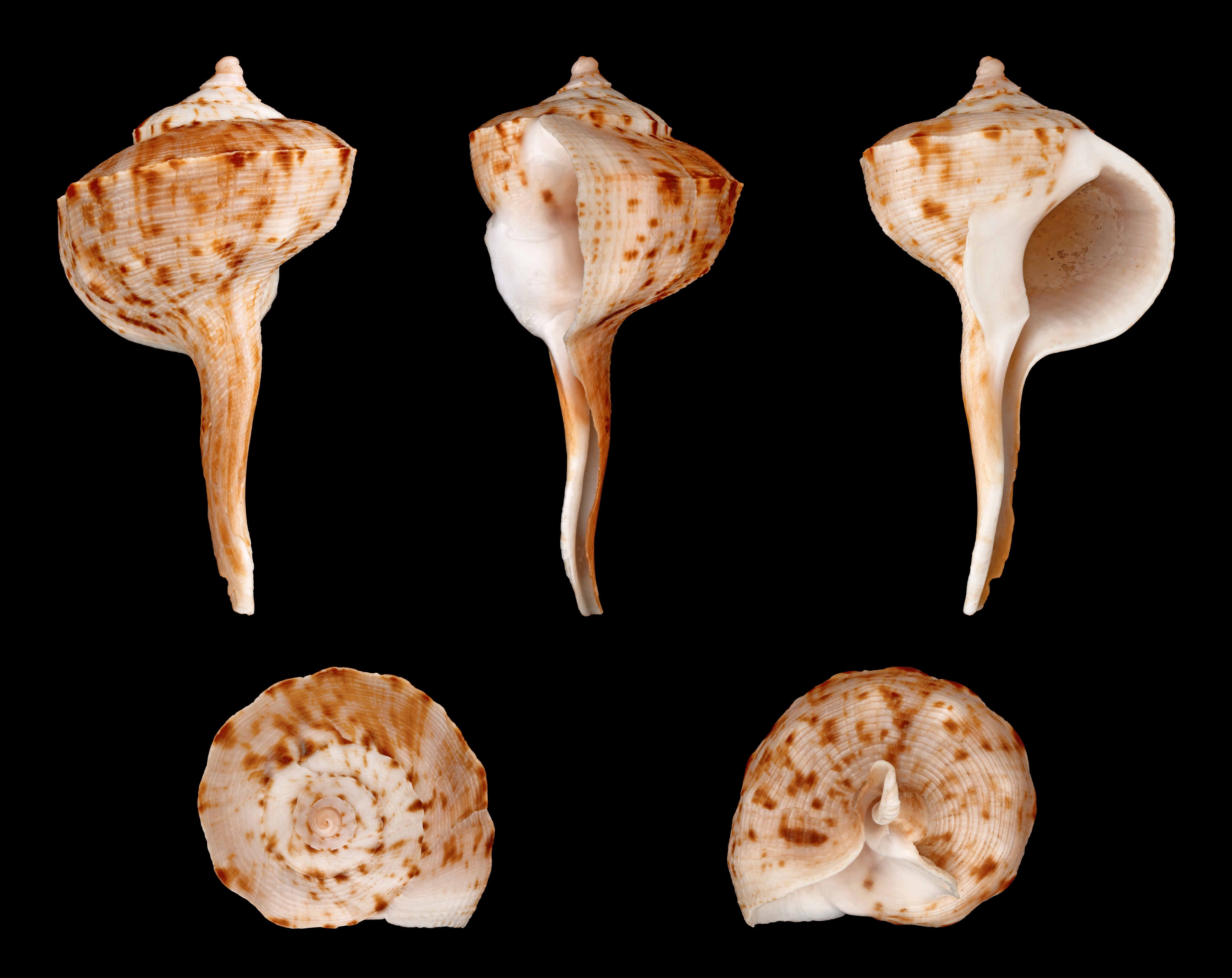 Tudicla spirillus 01