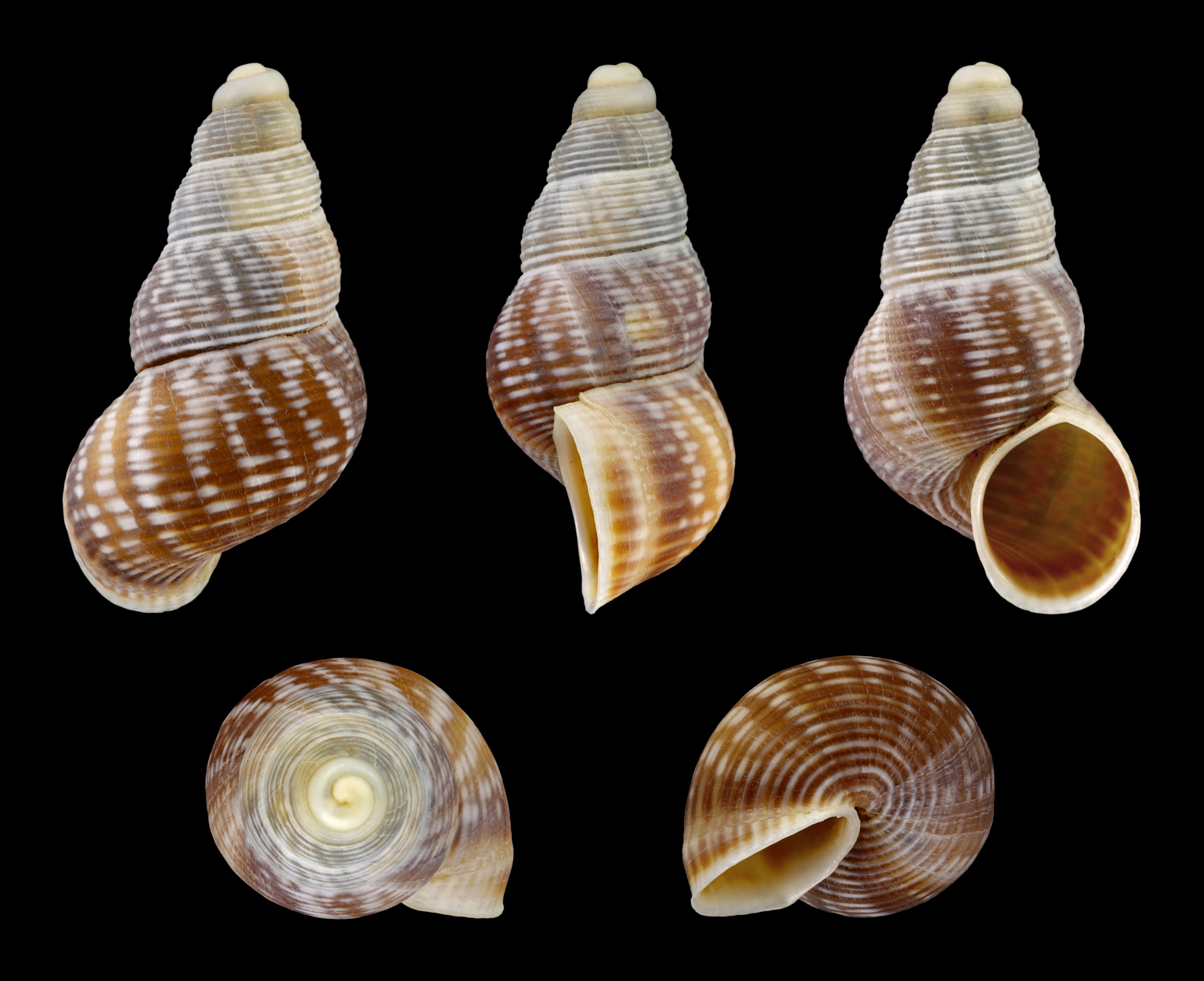 Tudorella ferruginea 01