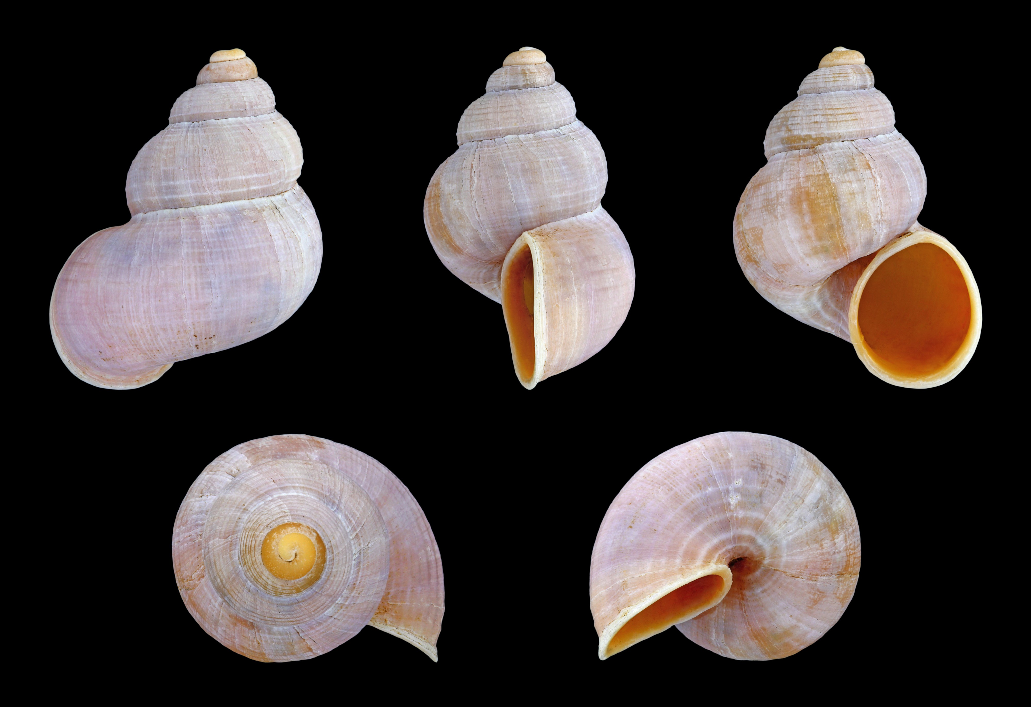 Tudorella sulcata 01