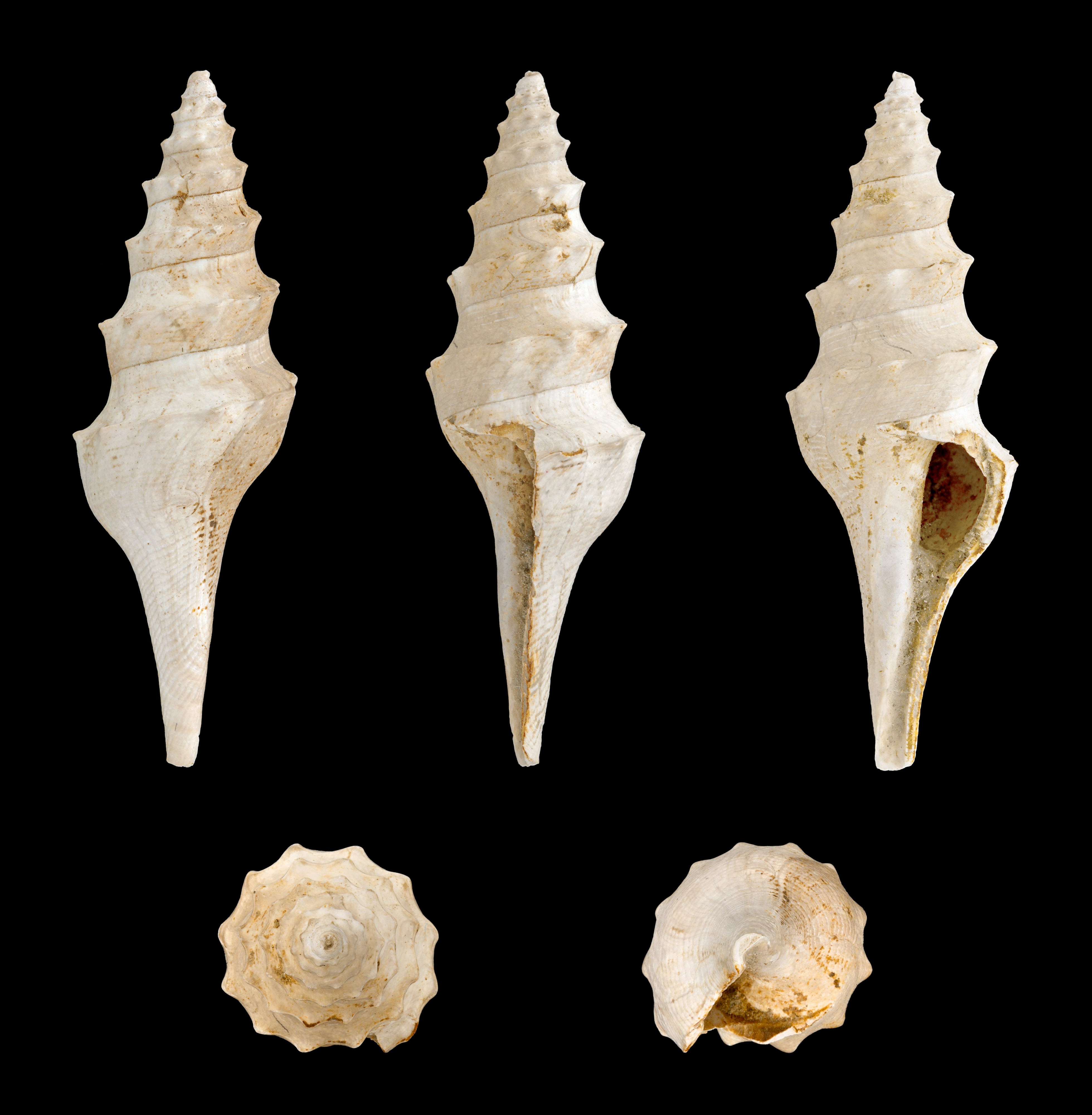 Turricula dimidiata 01