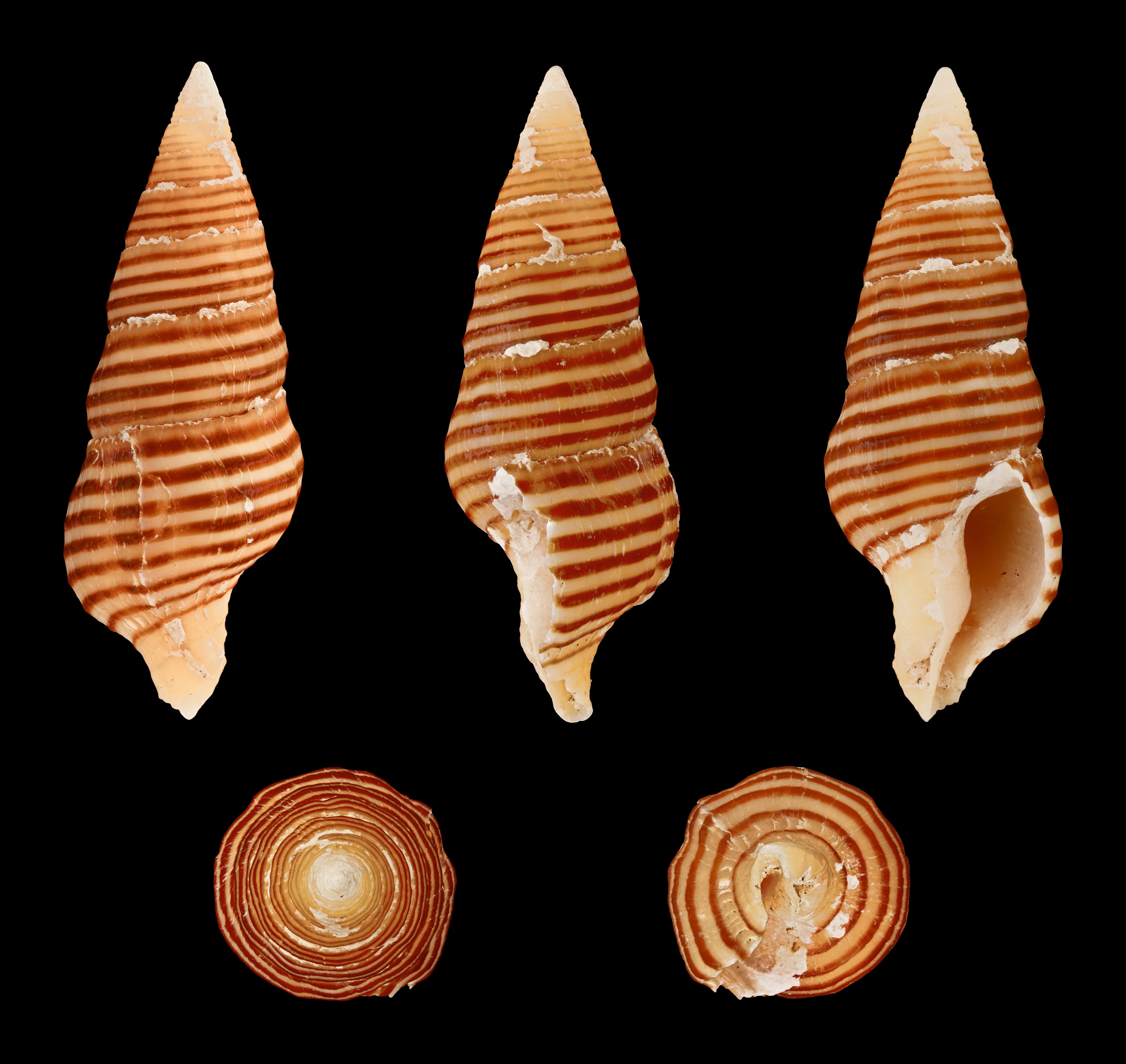 Turrilatirus turritus 01