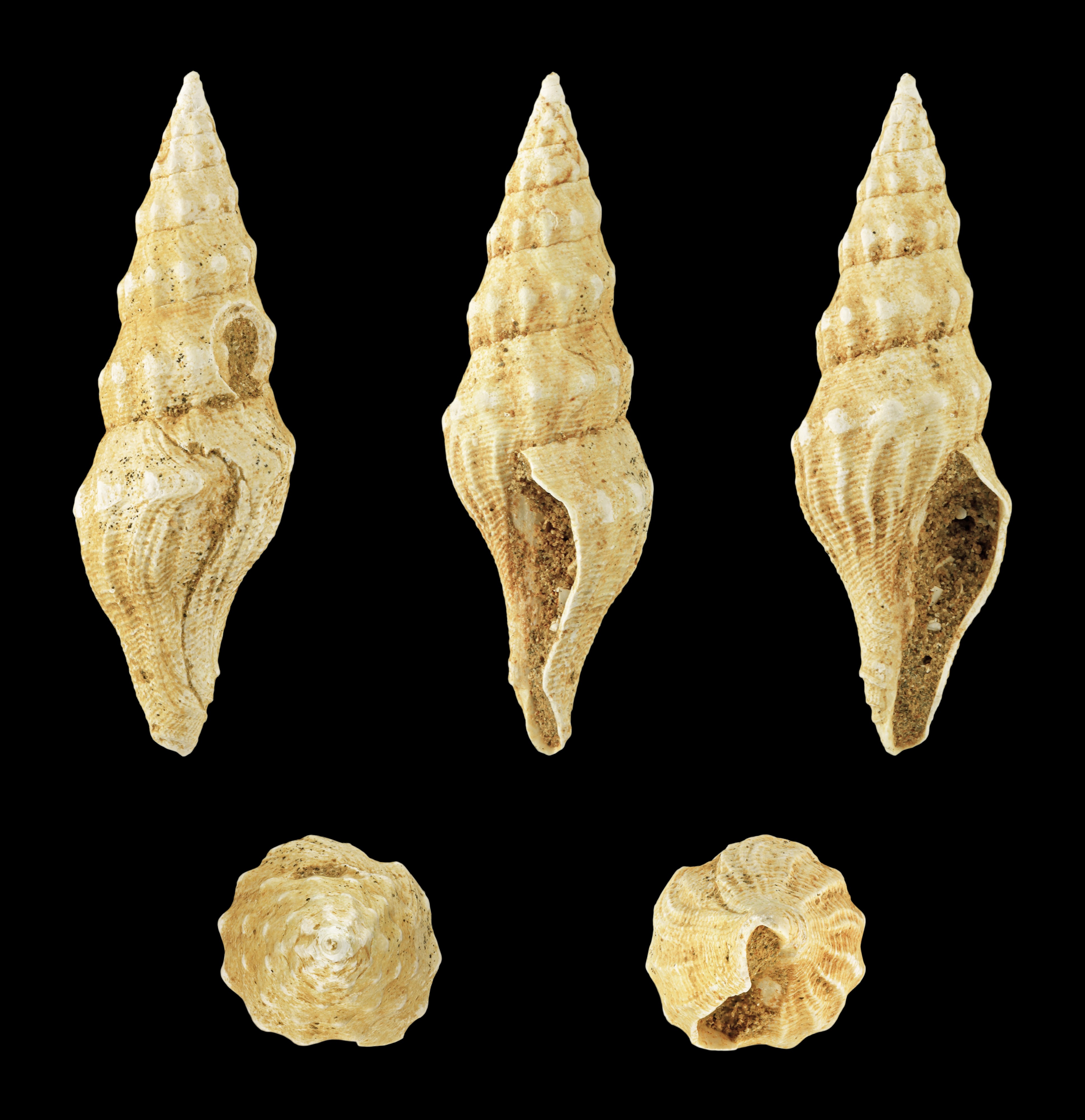 Turris aequensis 01