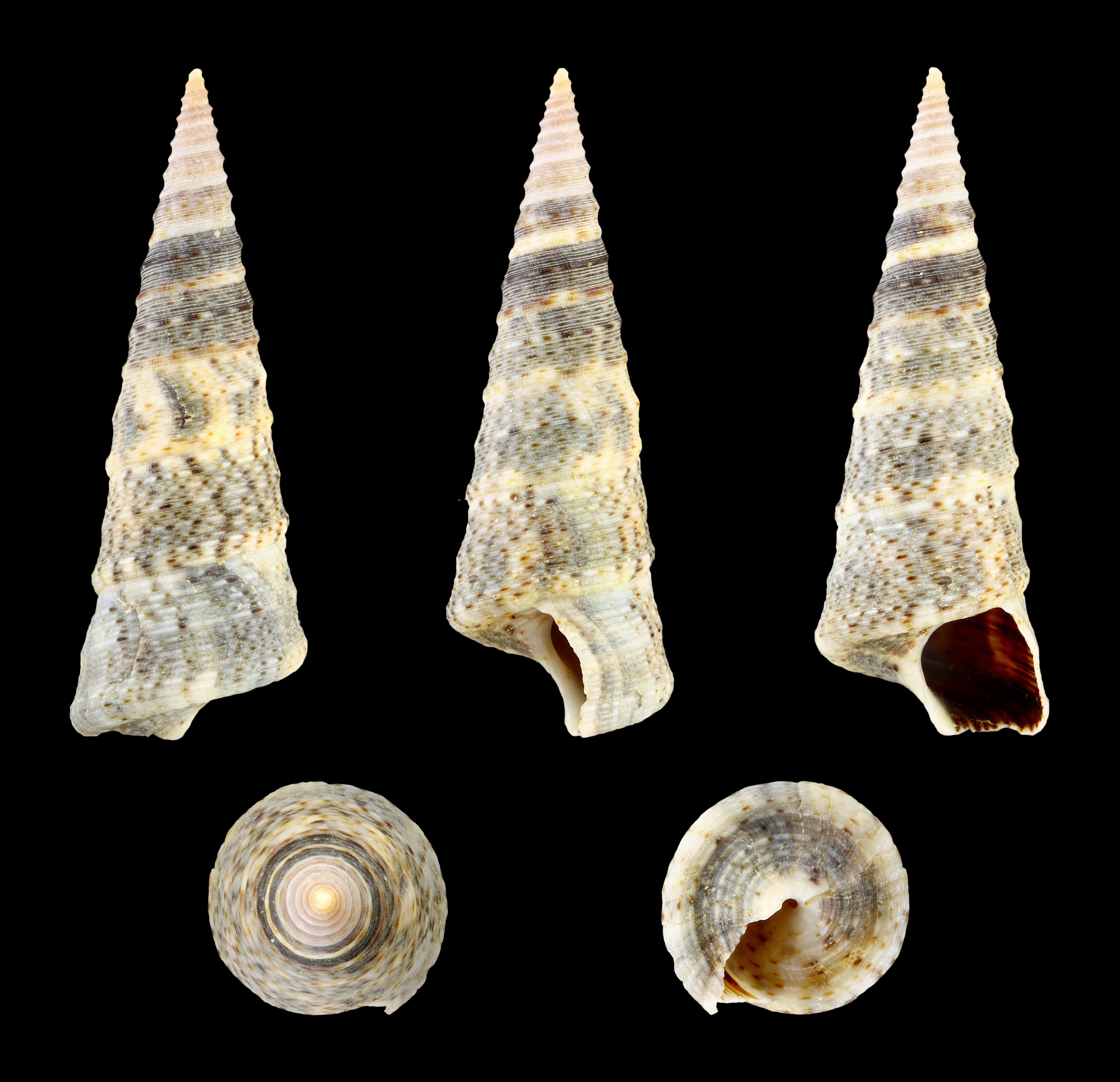 Turritella banksii 01