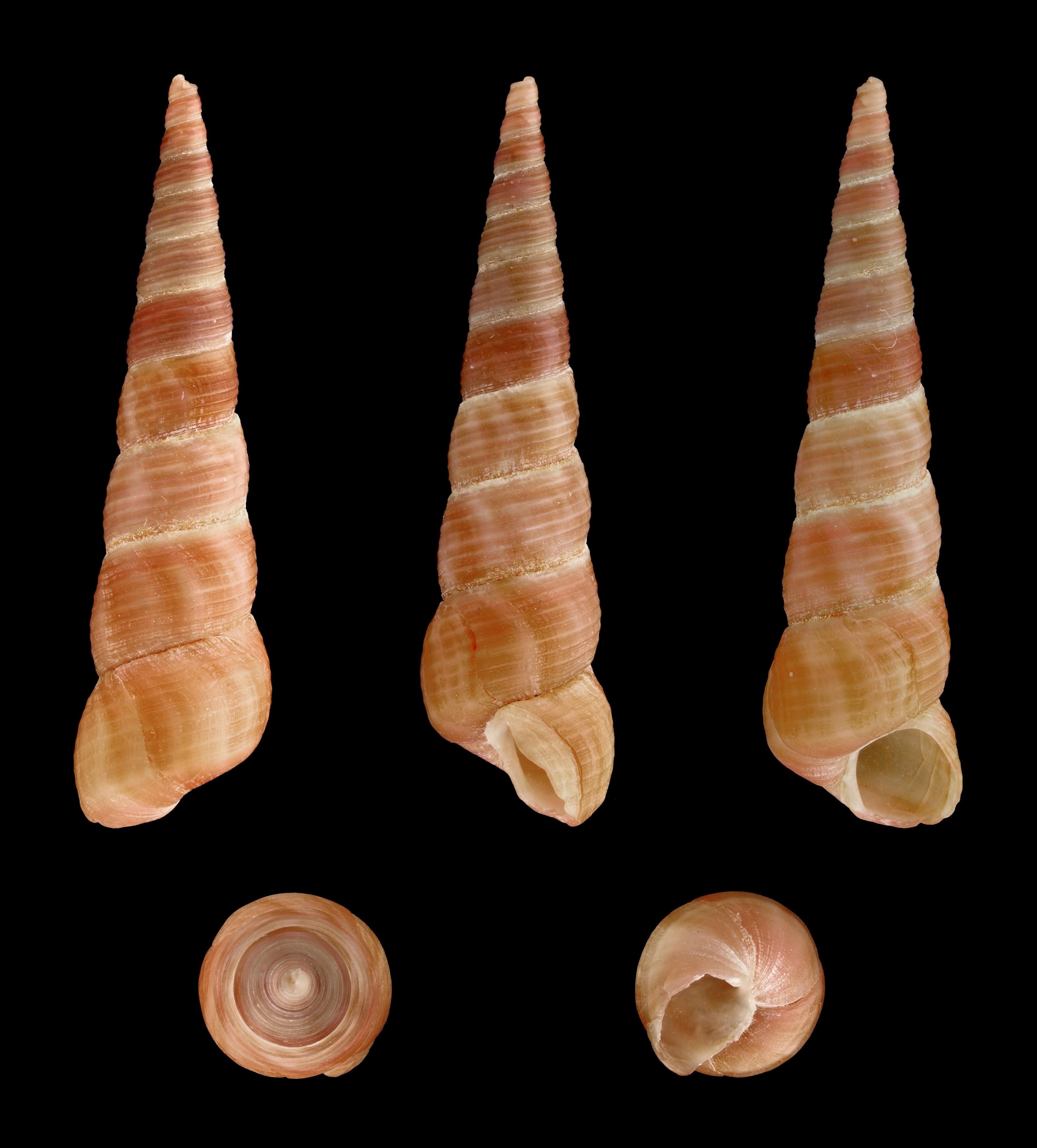 Turritella communis 01