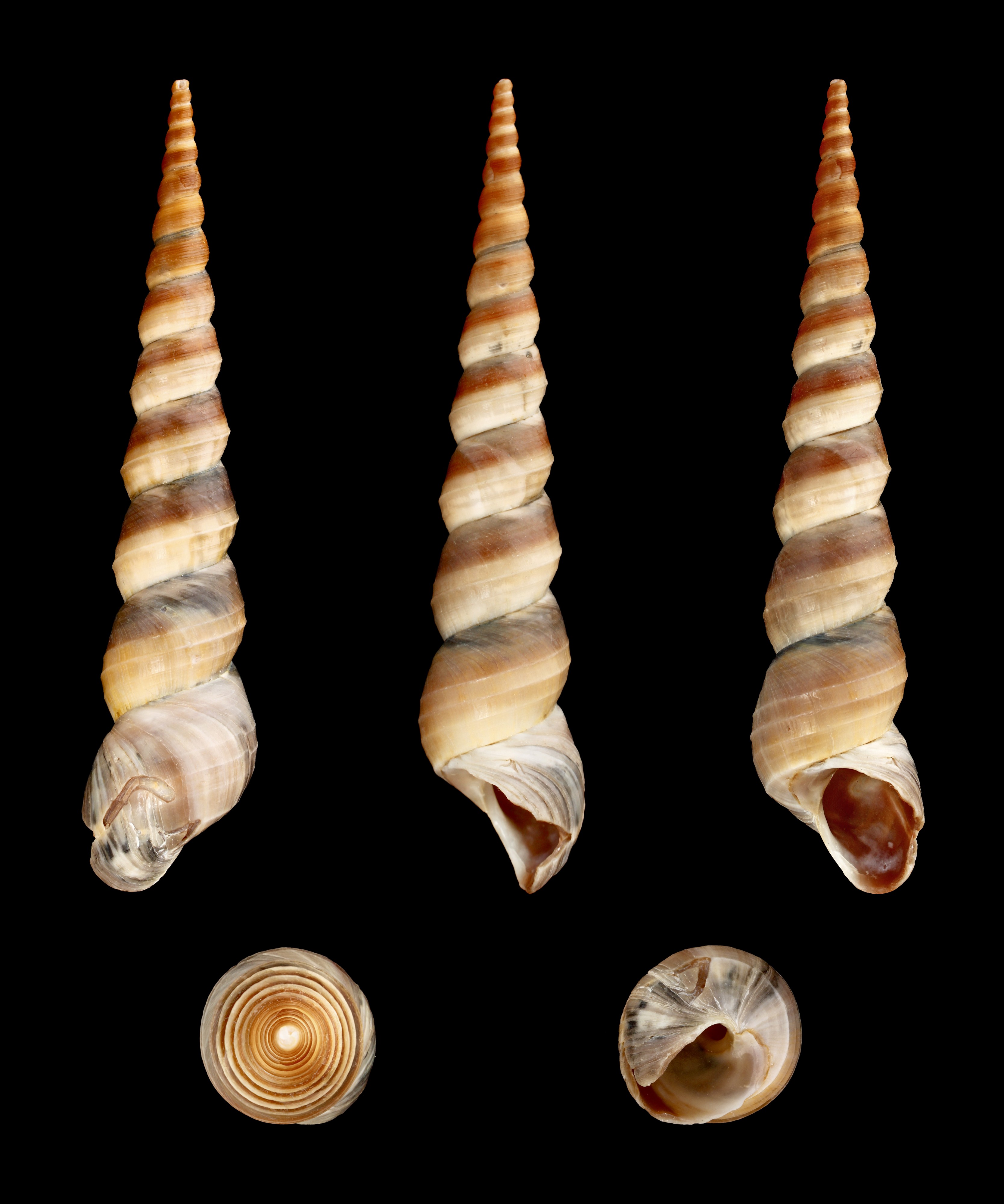 Turritella duplicata 01