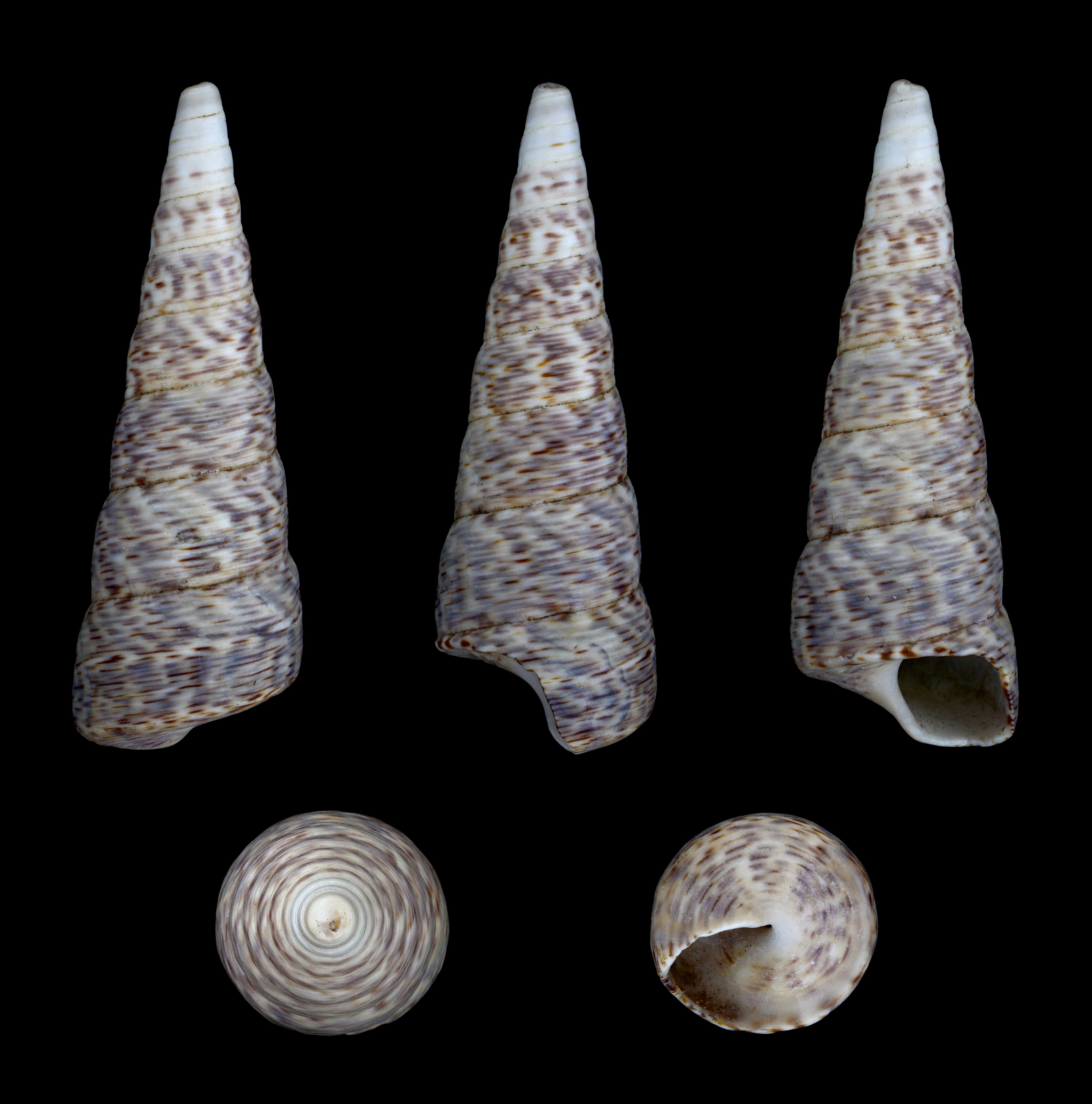 Turritella lentiginosa 01