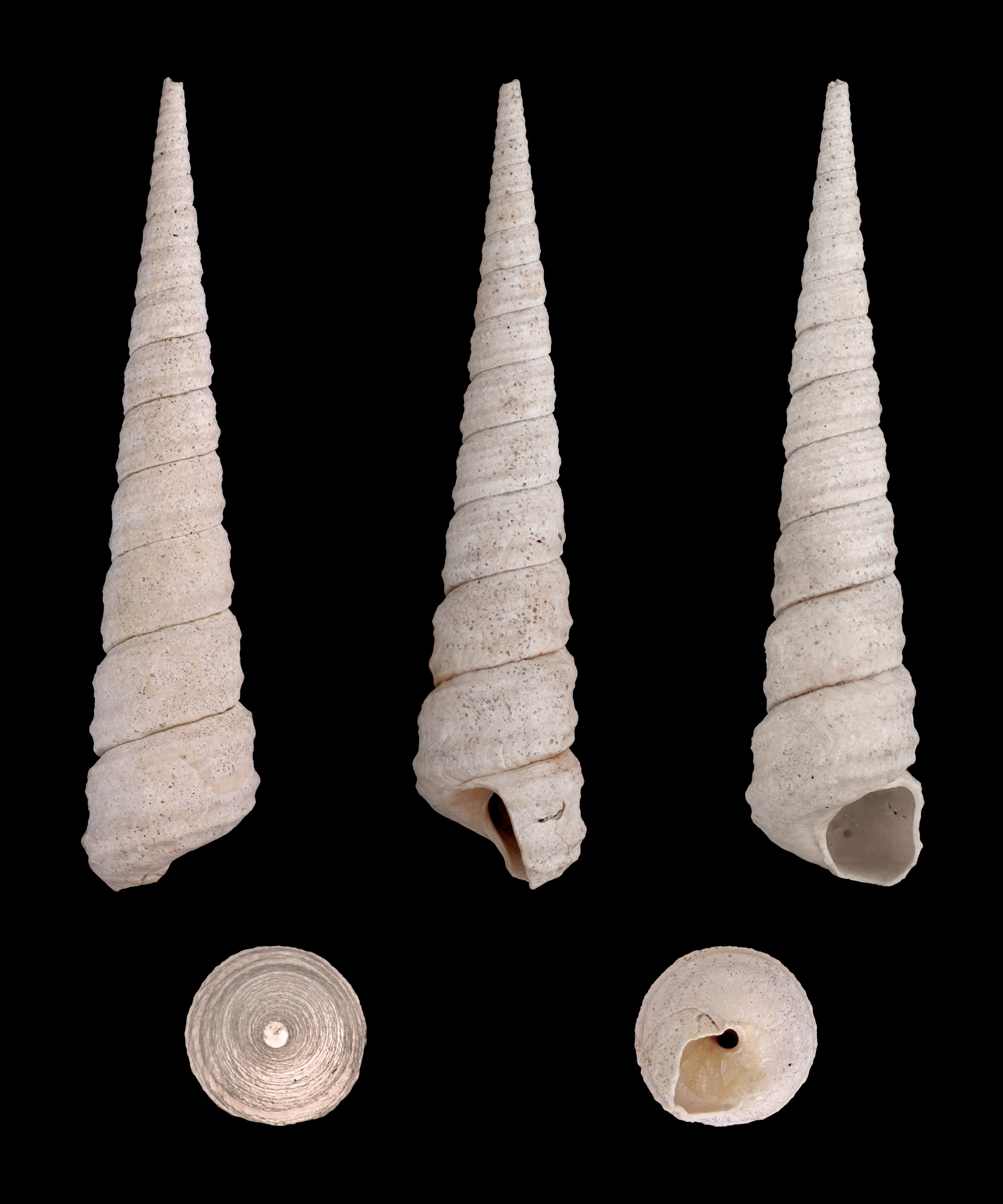 Turritella pontoni 01