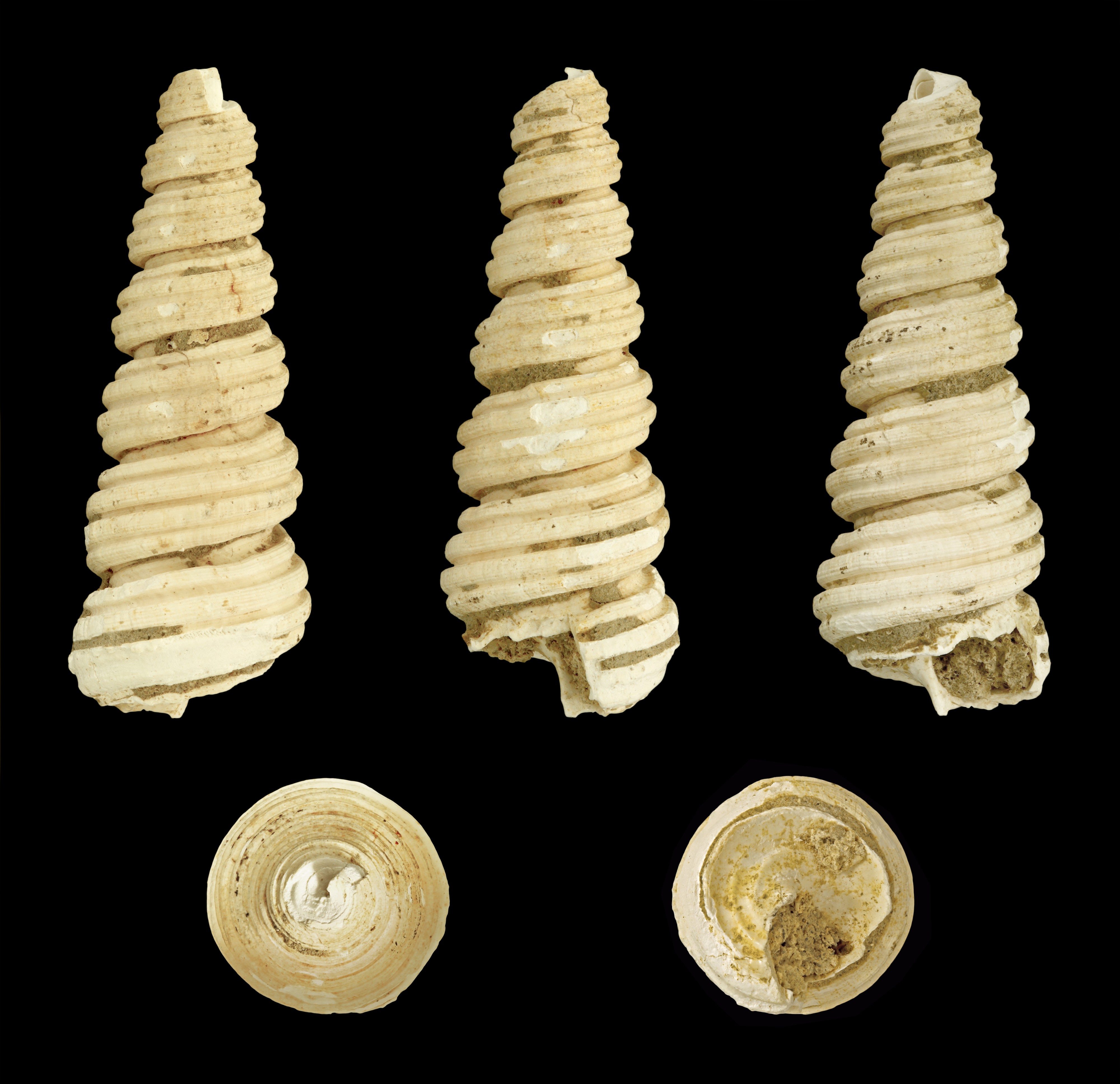 Turritella semisulcata 01