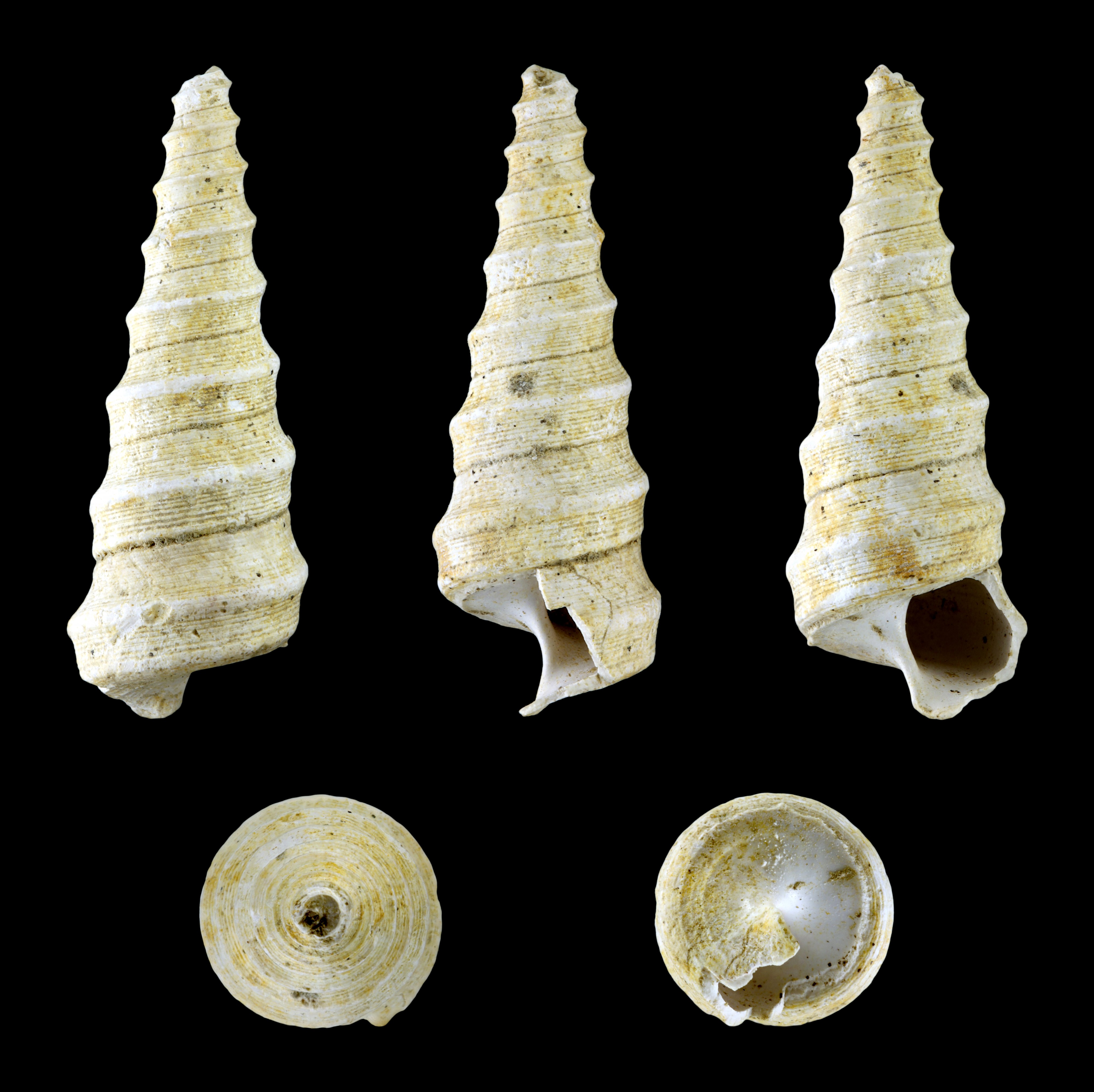 Turritella subangulata 02