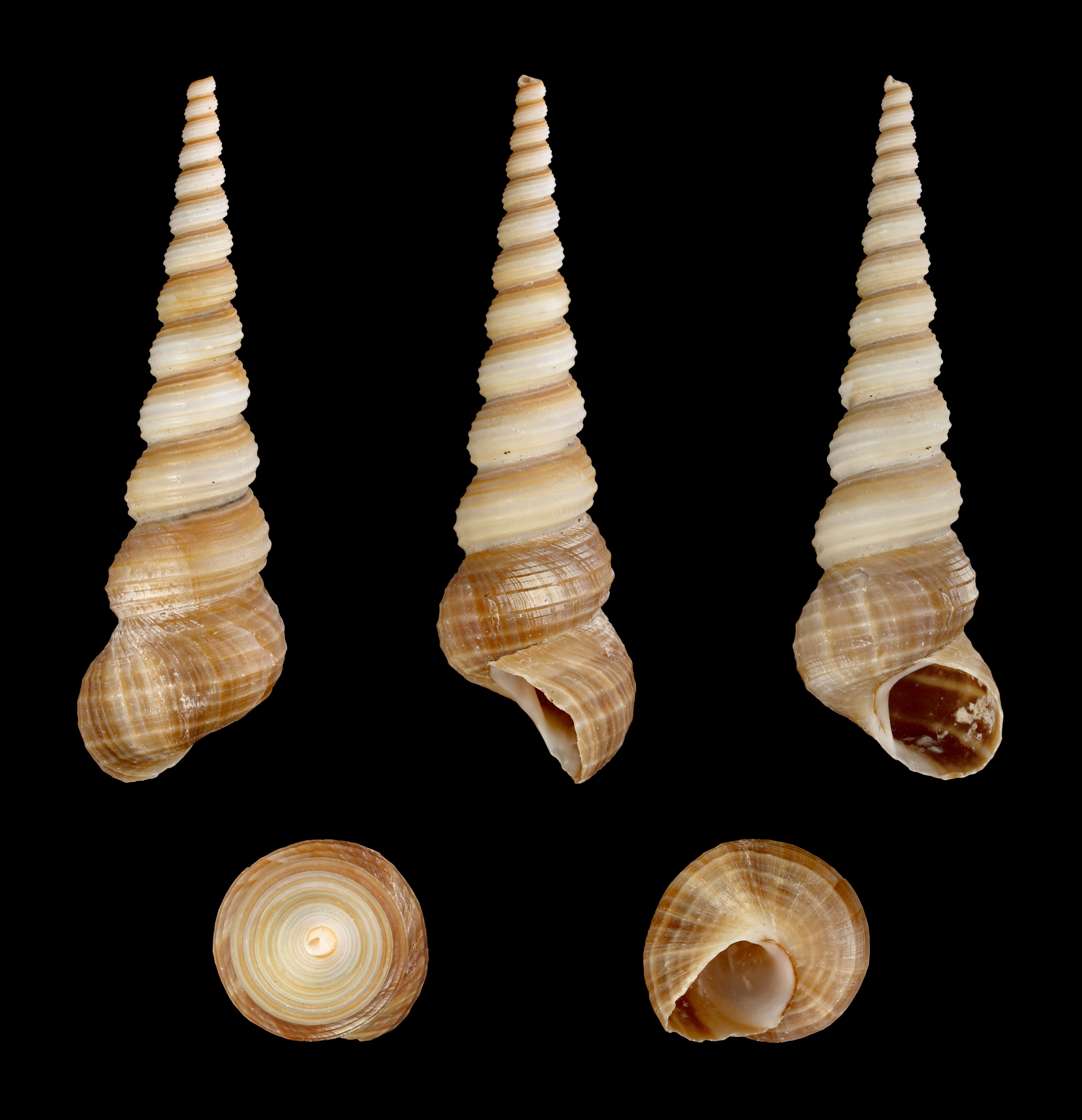 Turritella terebra terebra 01