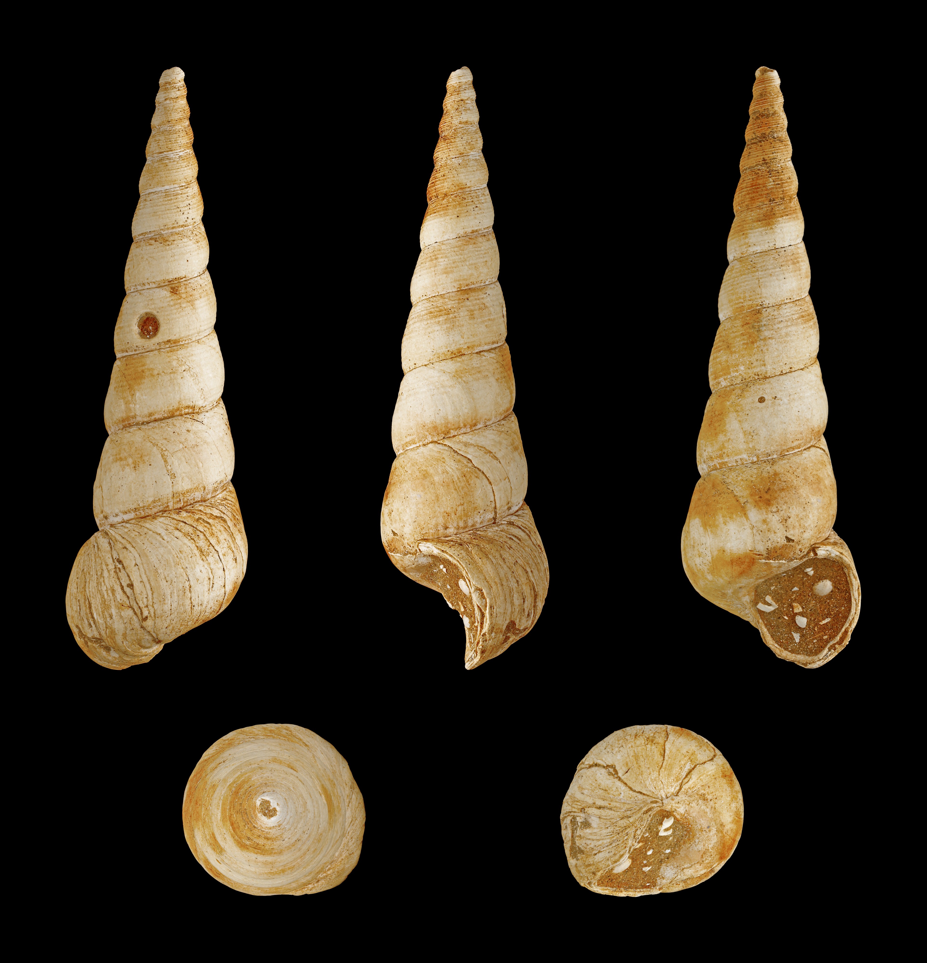 Turritella terebralis 01