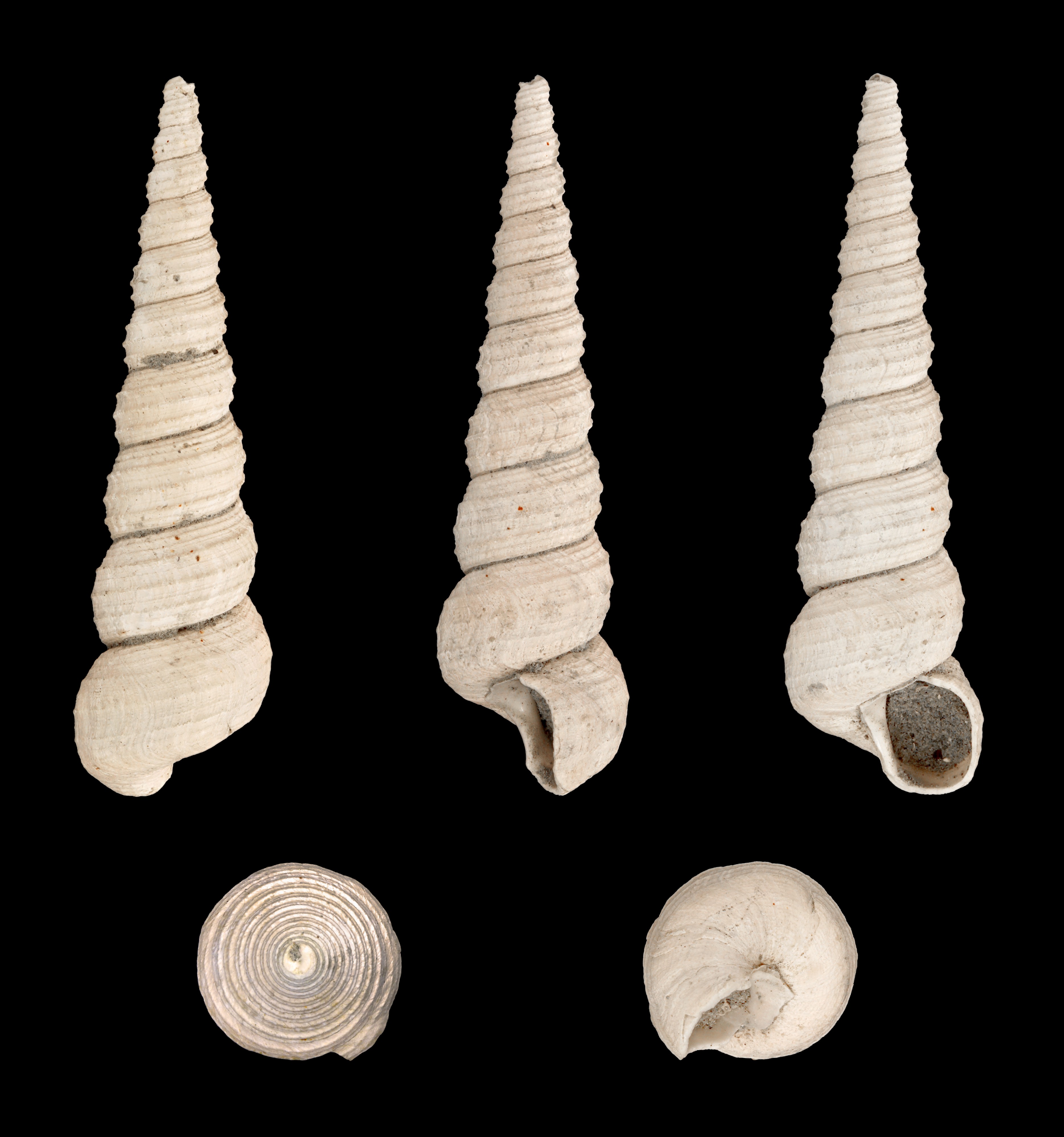 Turritella tricarinata 01