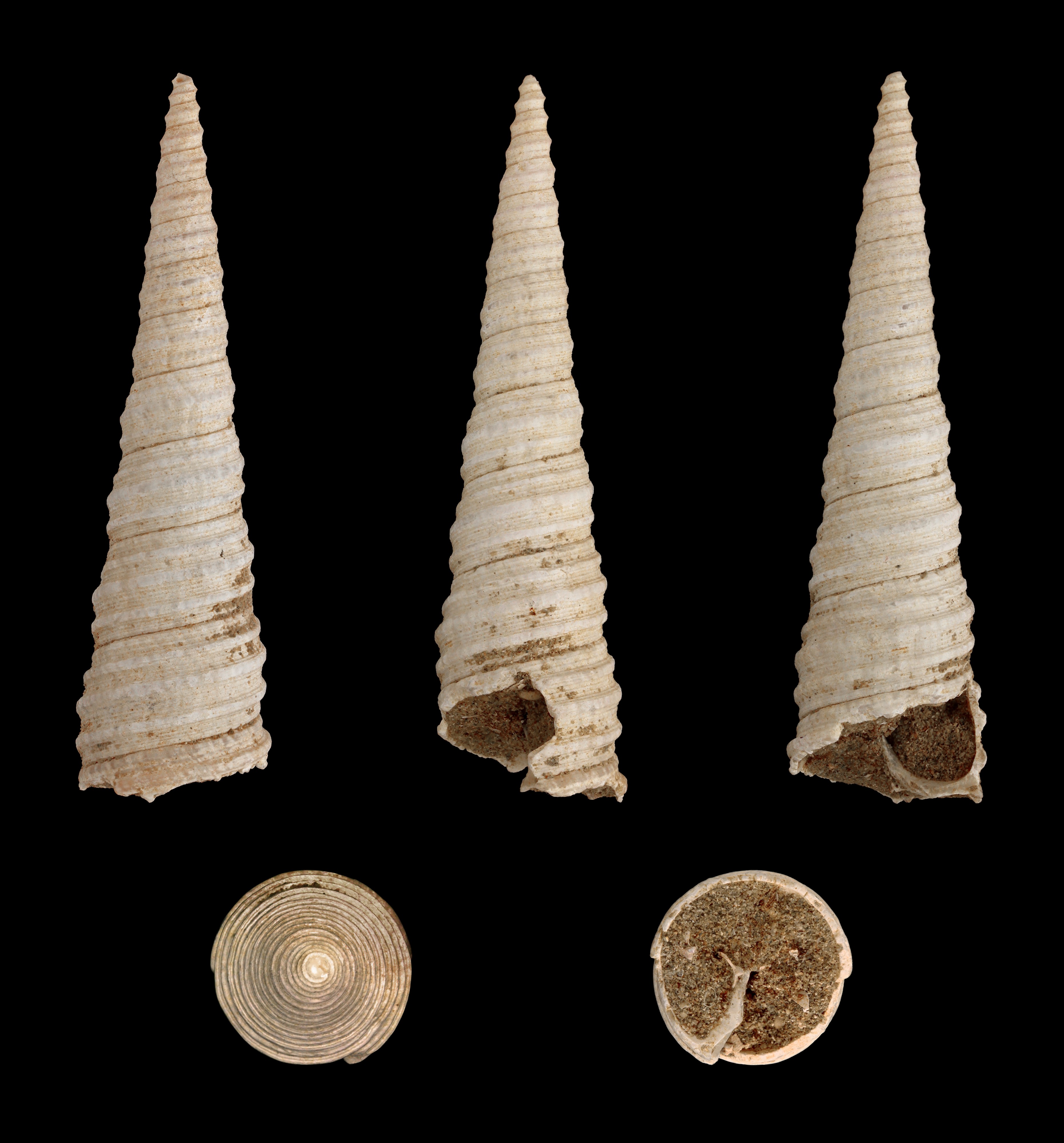 Turritella vermicularis 01