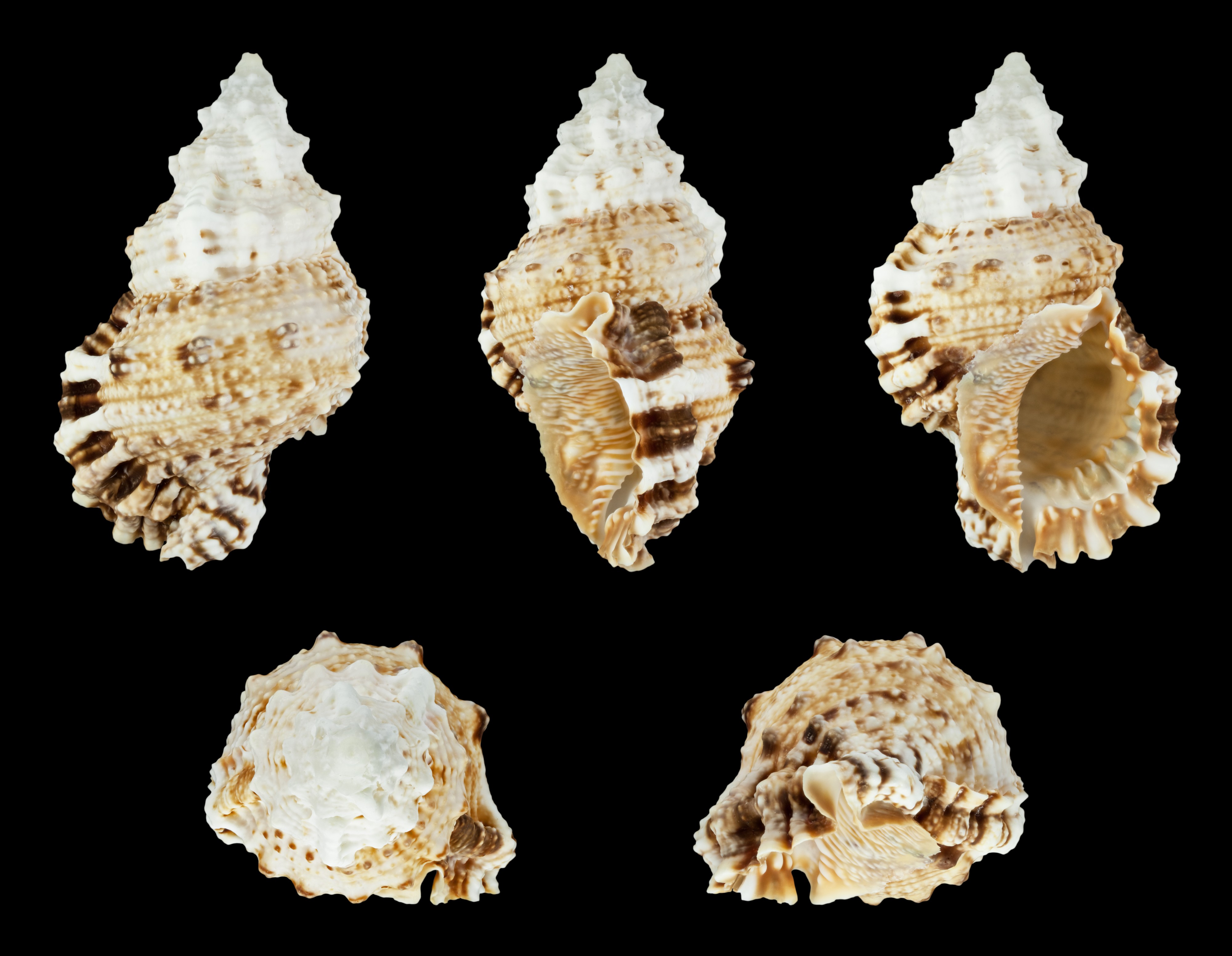 Tutufa rubeta 01