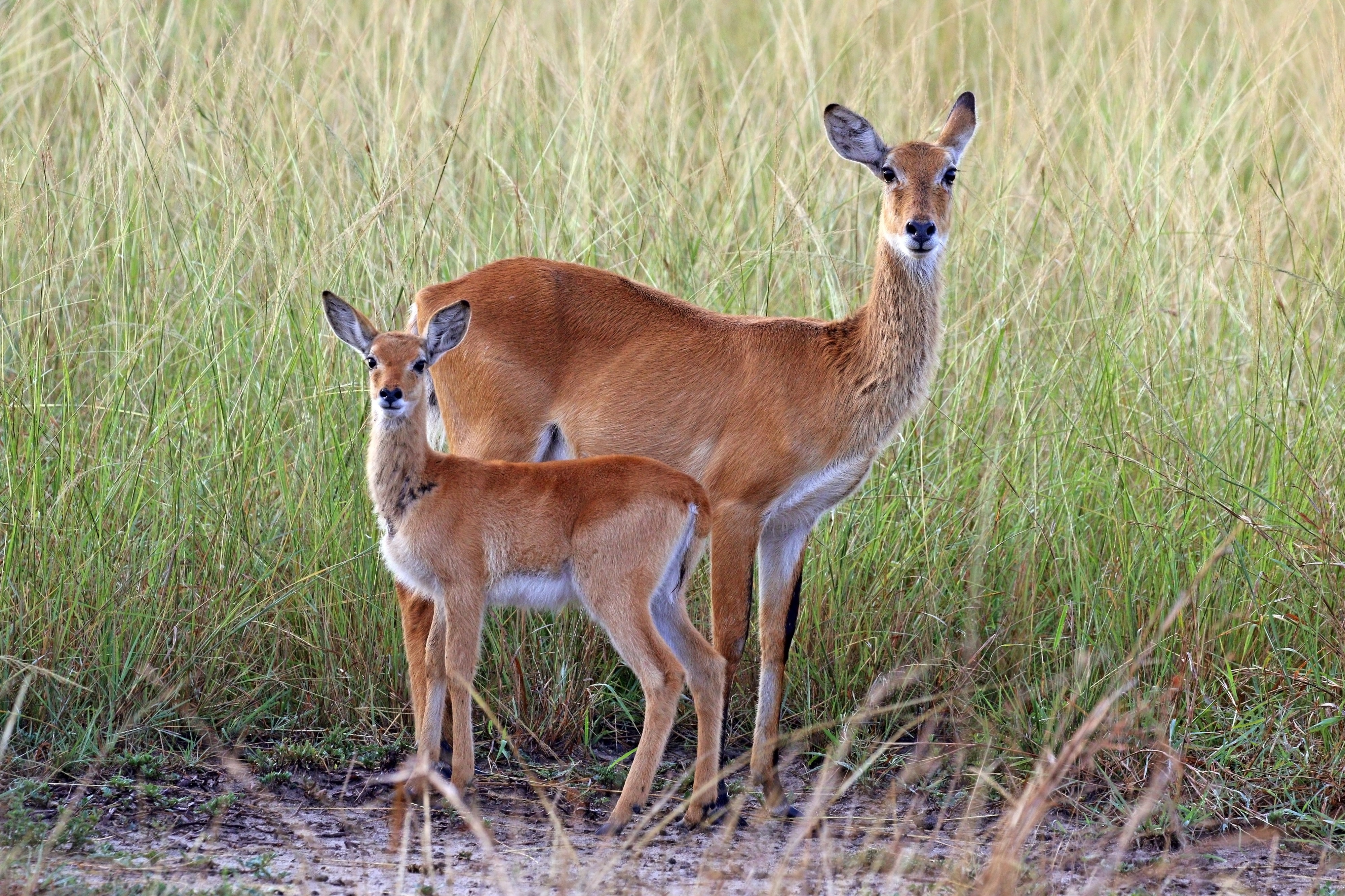 Ugandan kobs (Kobus kob thomasi) female and calf