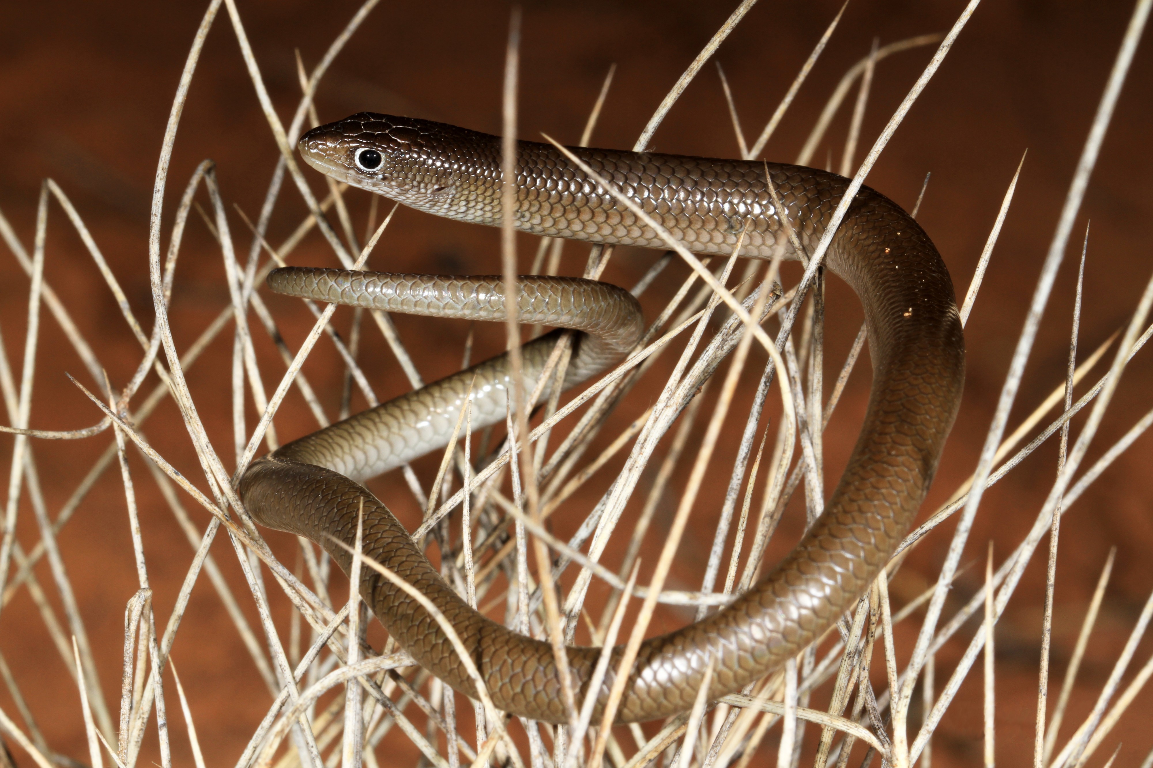 Unbanded Delma (Delma butleri) (9388458383)