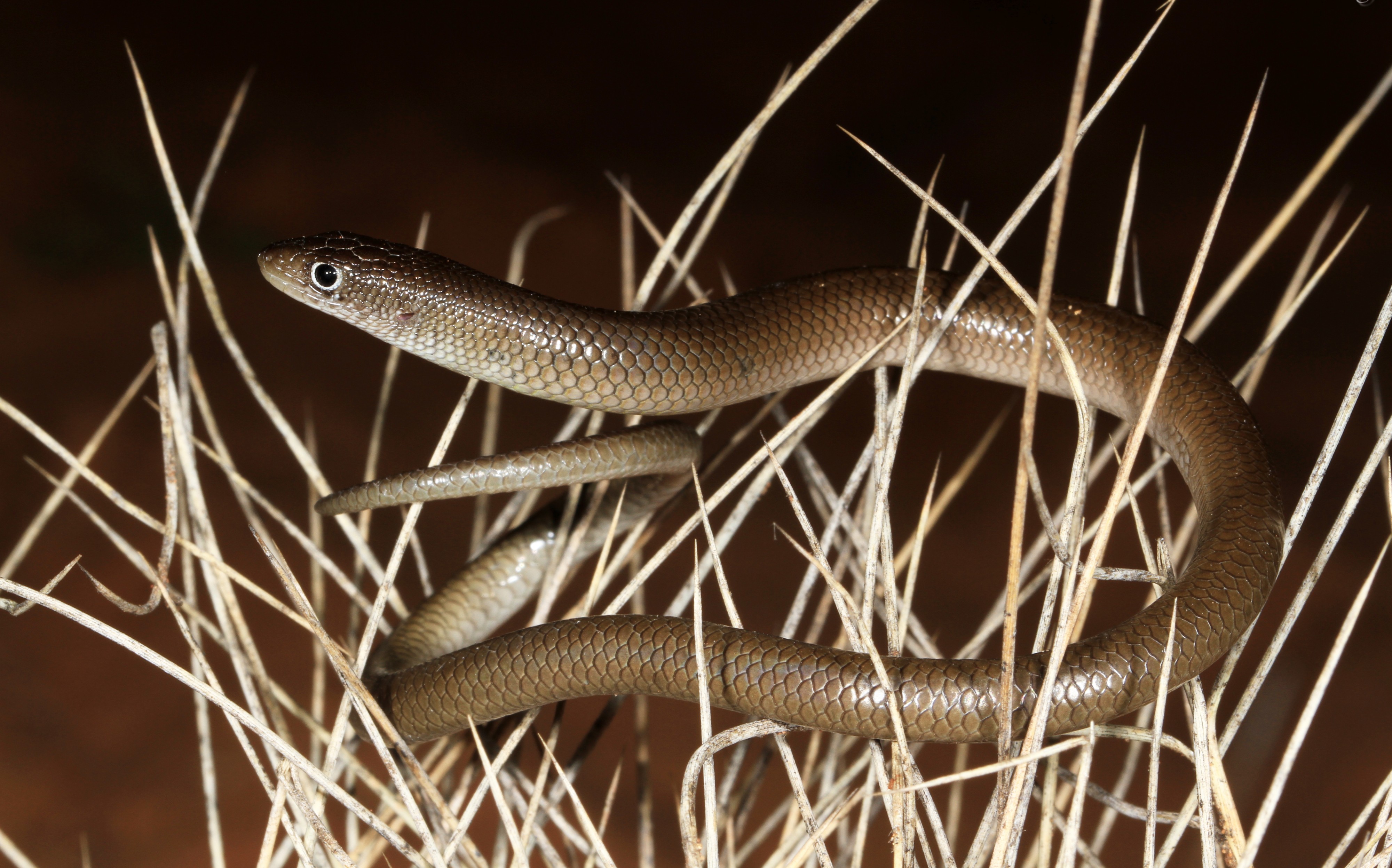 Unbanded Delma (Delma butleri) (9391239416)