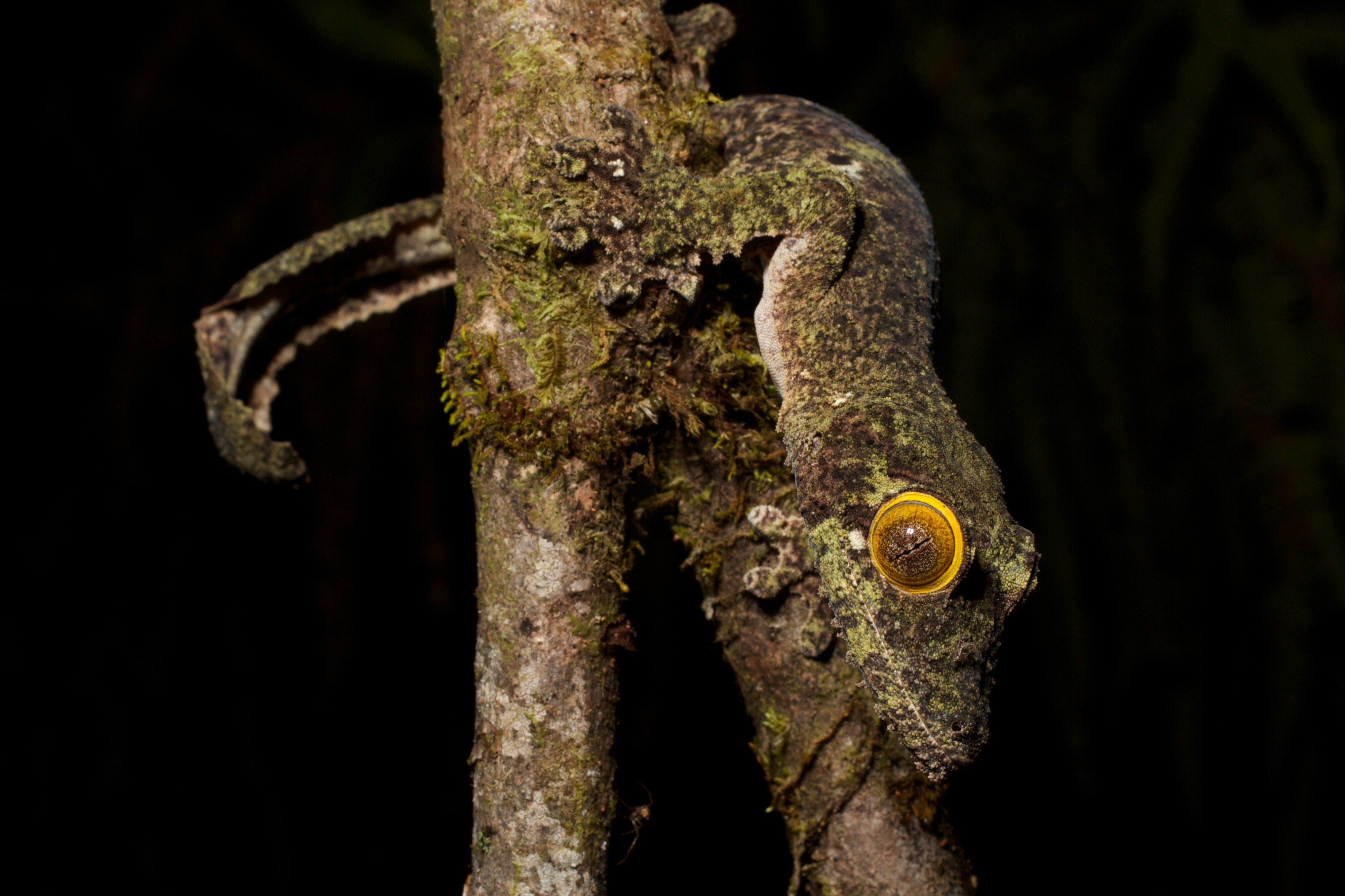 Uroplatus (15285420804)