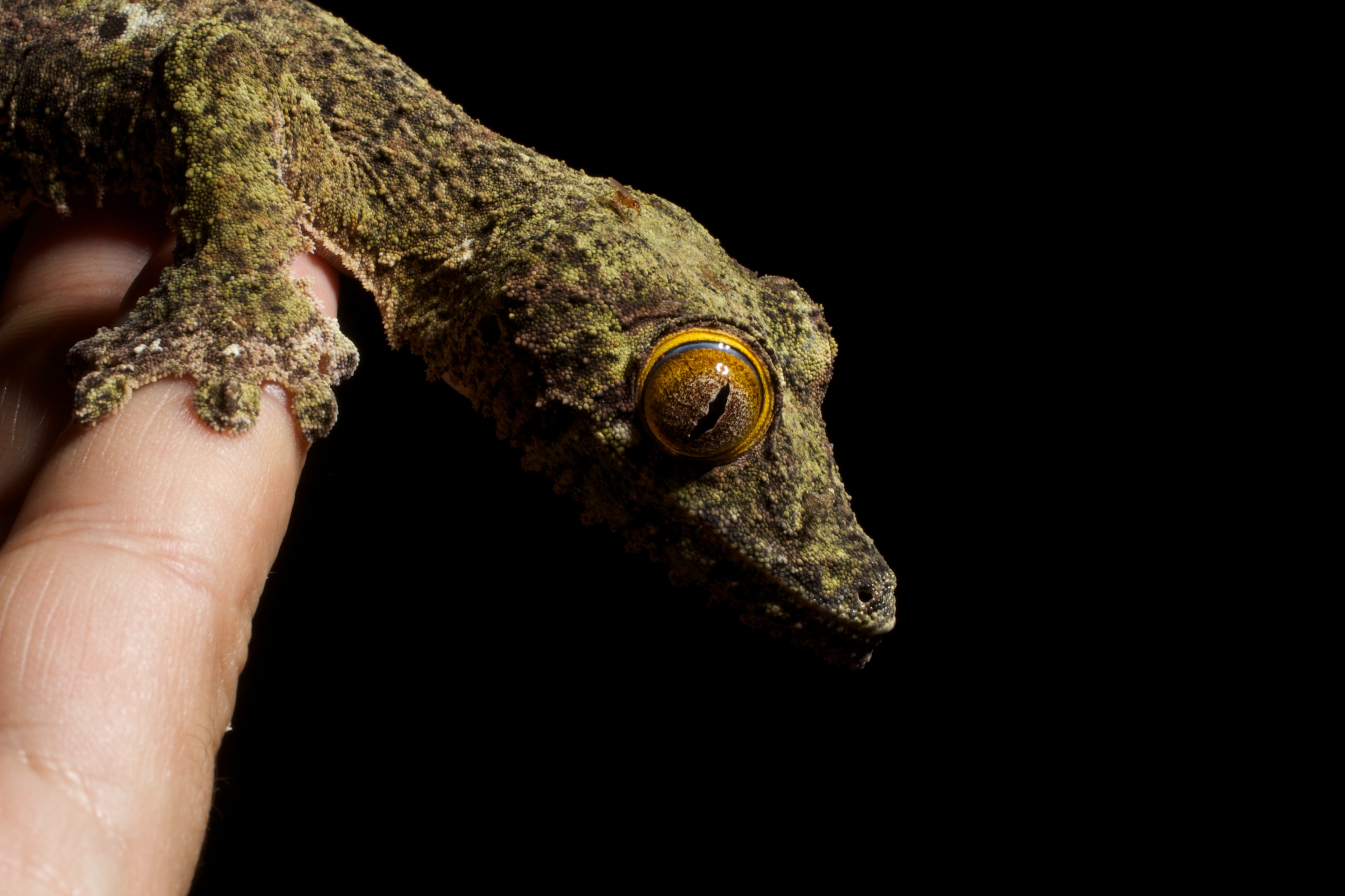 Uroplatus (15720374140)