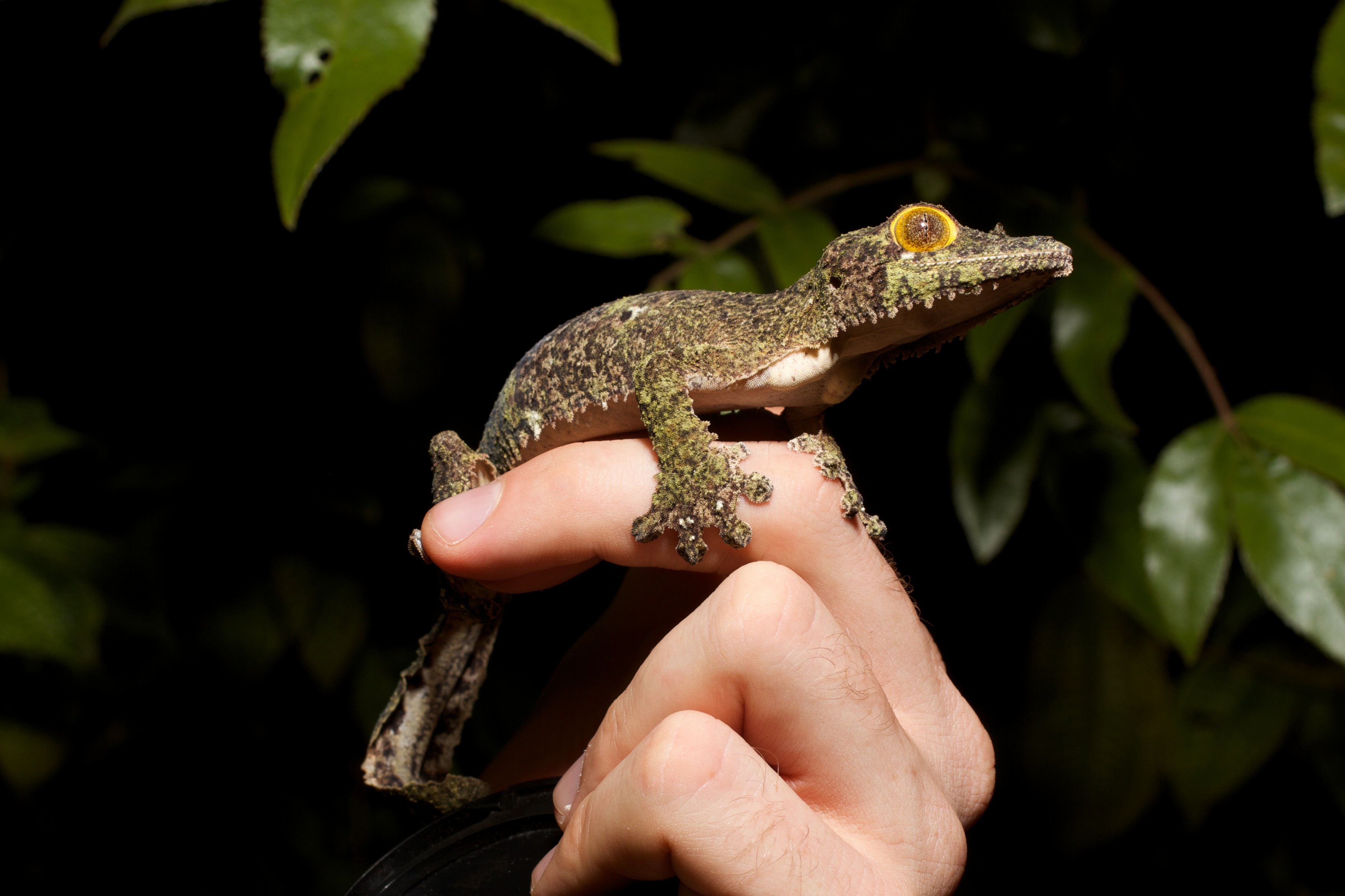 Uroplatus (15720376660)