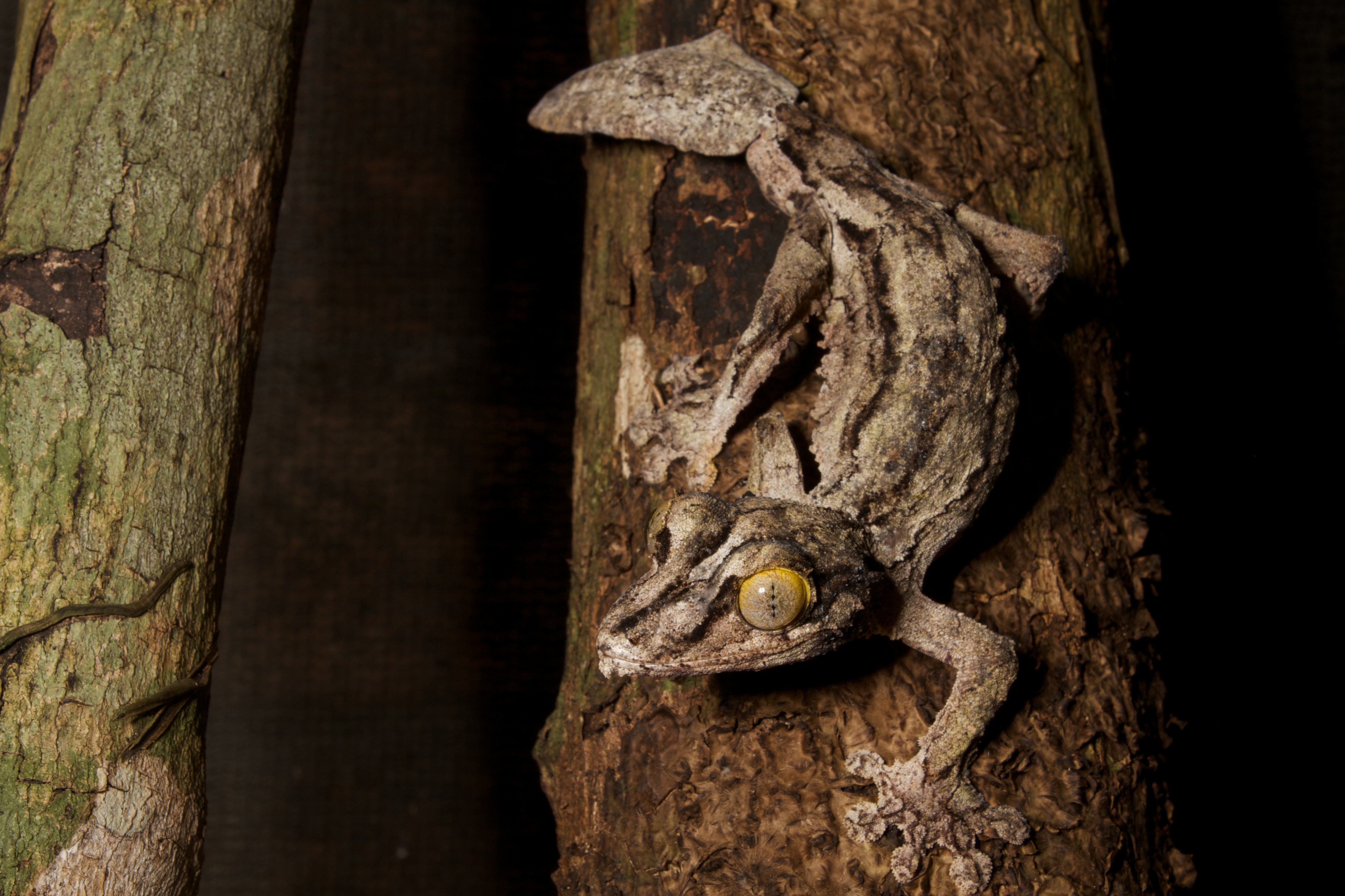 Uroplatus sikorae? (15906263262)
